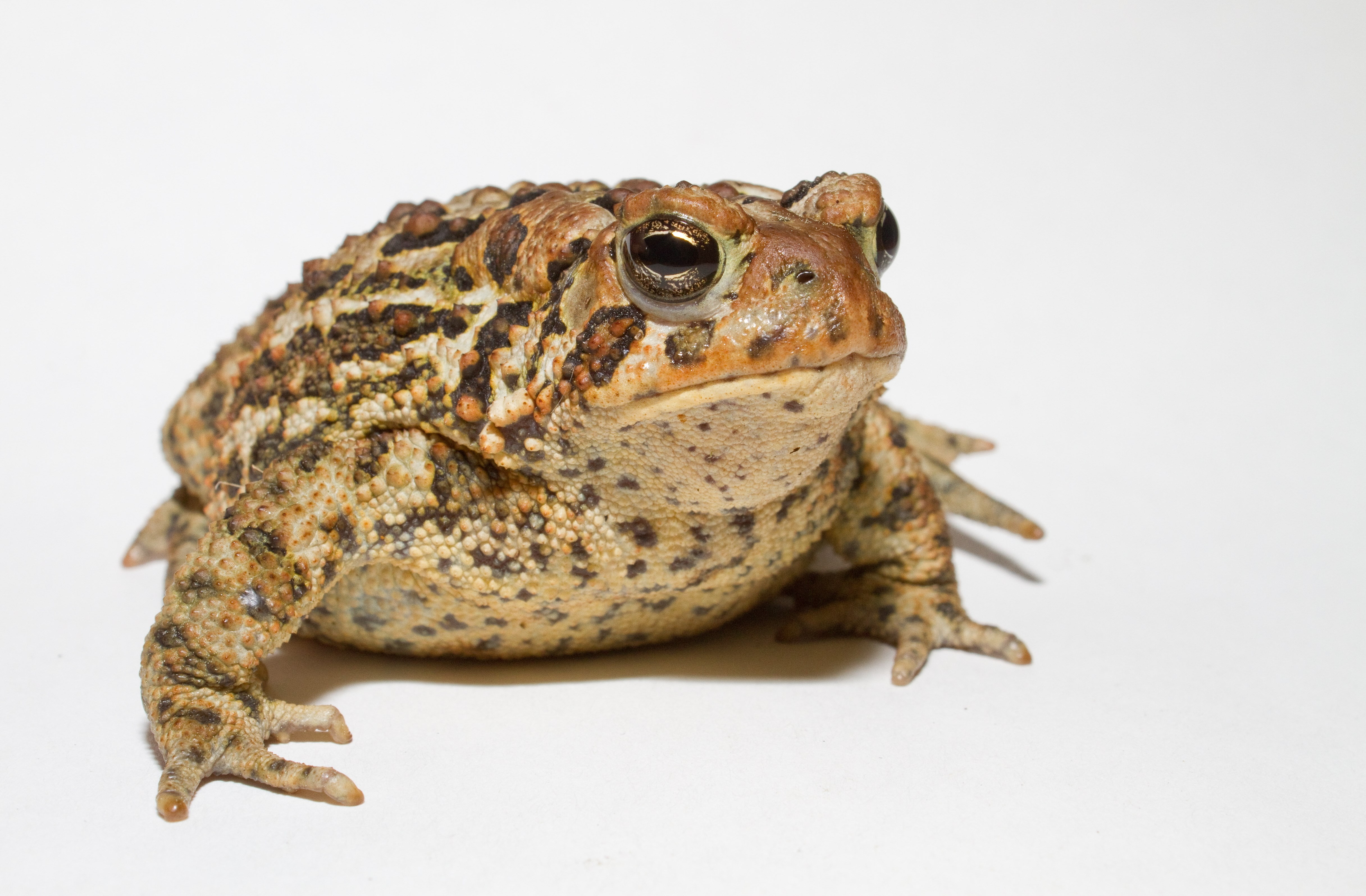 toad