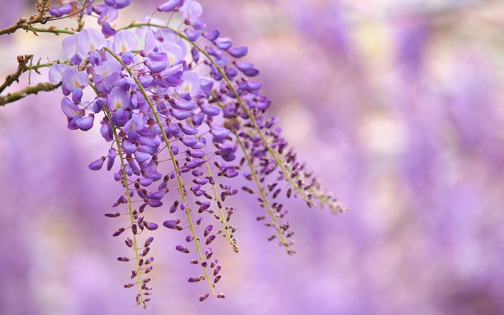 selective focus photography of purple petaled flower, flowers