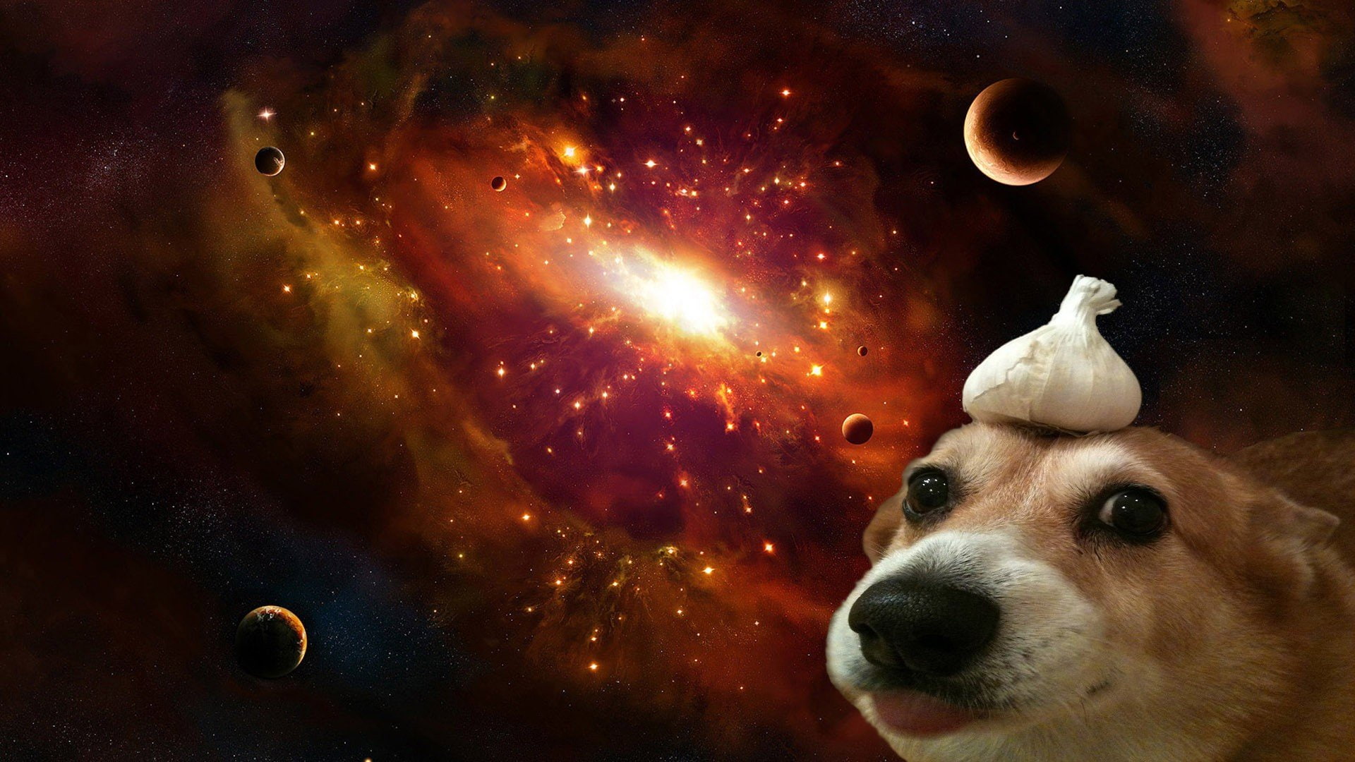 Corgi, dog, Garlic, space, universe