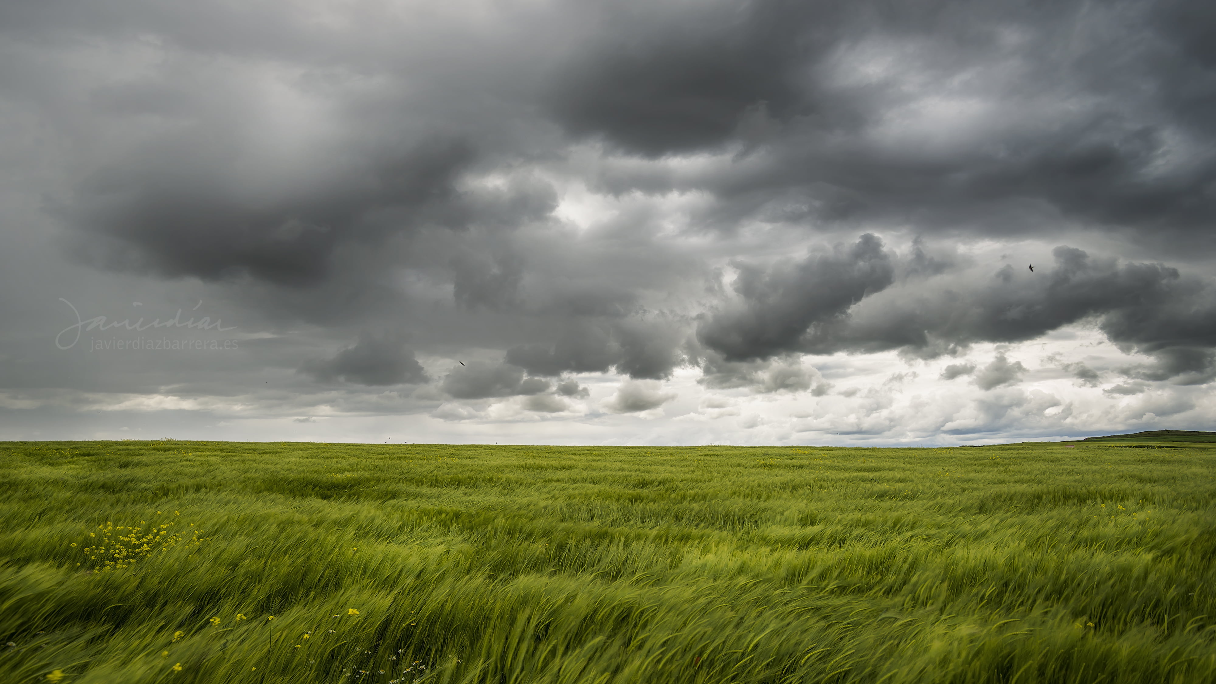 green grass field under gray sky, Agua, mayo, lluvia, clouds