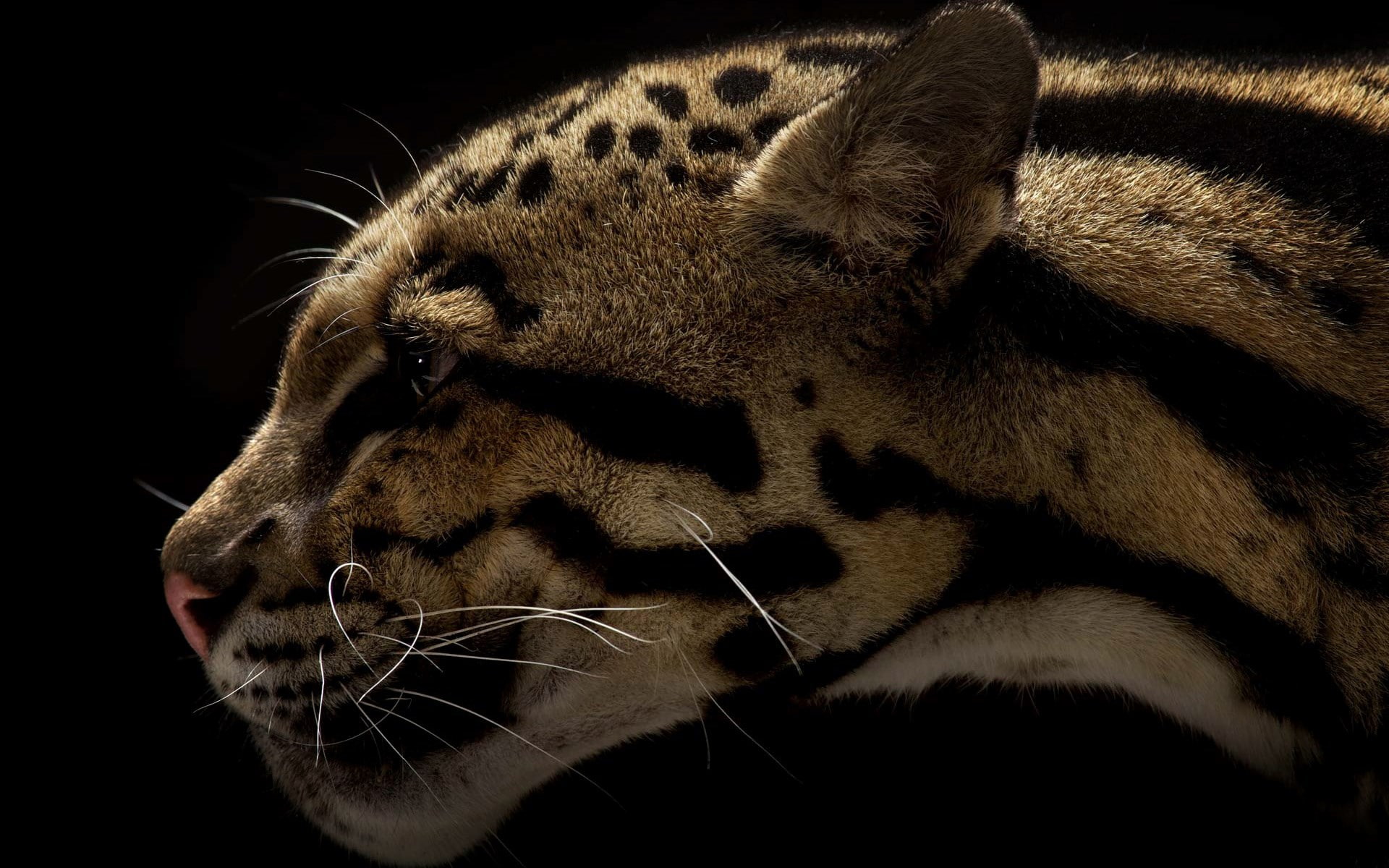 clouded leopard