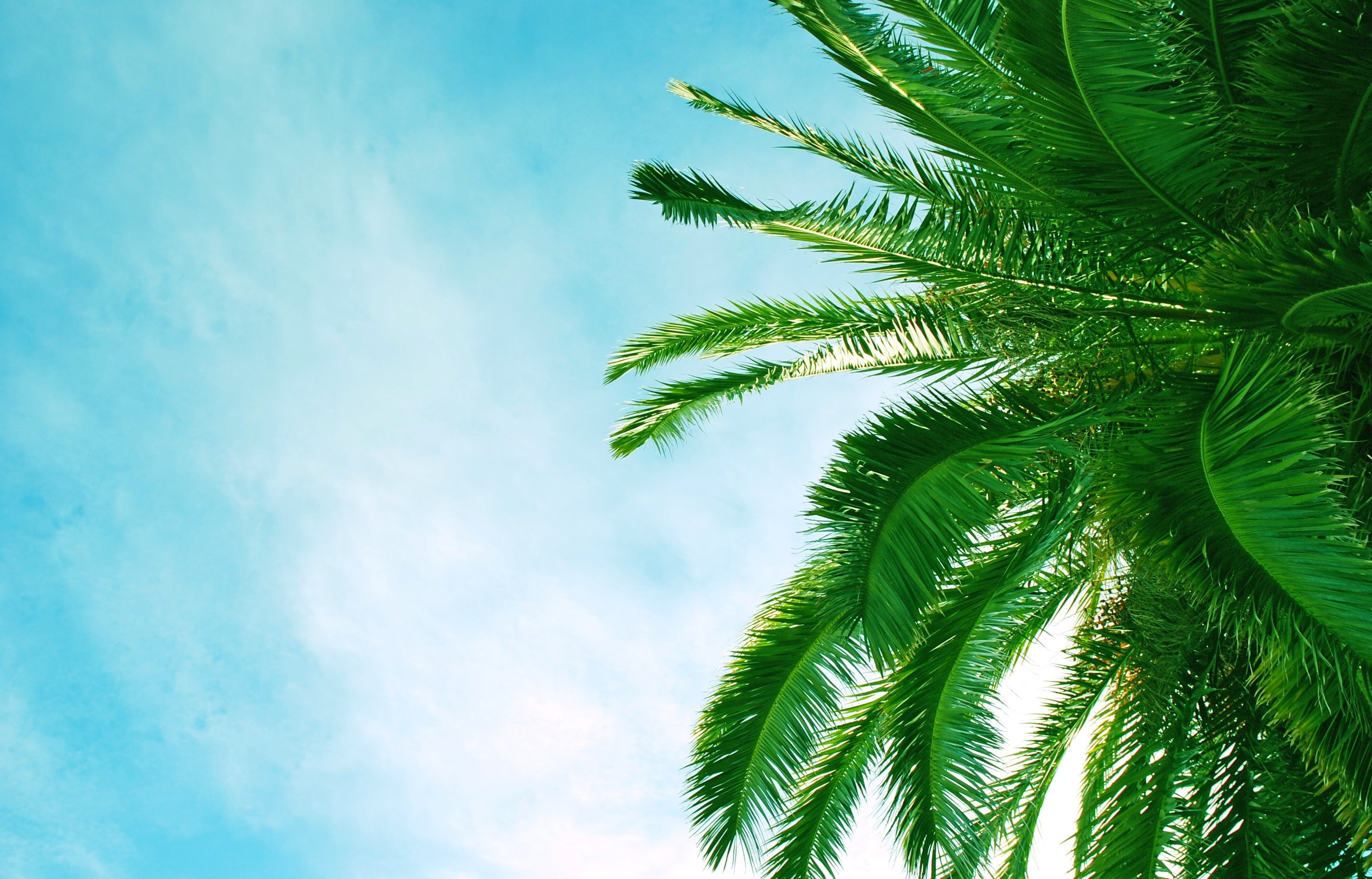 Palm tree, Krone, Branches, Leaves, Clouds, Sky, Azure, Hot