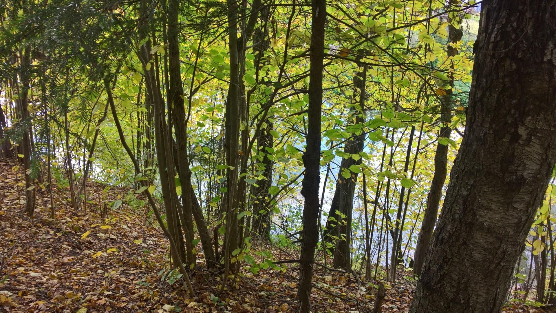 tree, plant, tree trunk, forest, land, tranquility, growth