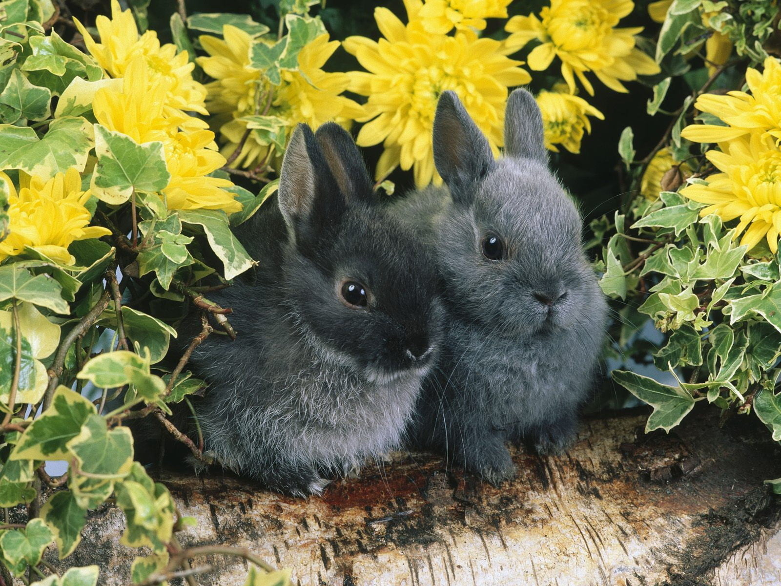 two gray rabbits, flowers, pair, log, rabbit - Animal, easter
