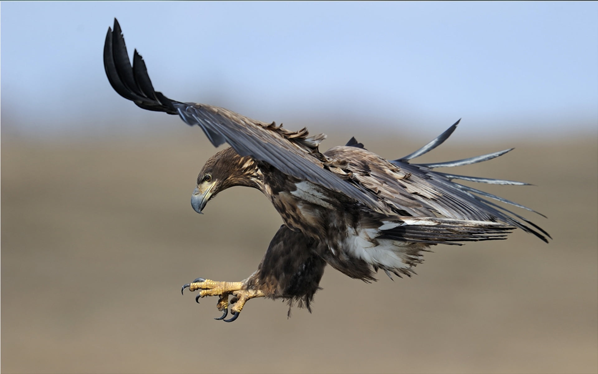 brown eagle, birds, predators, fly, swing, bird of Prey, eagle - Bird