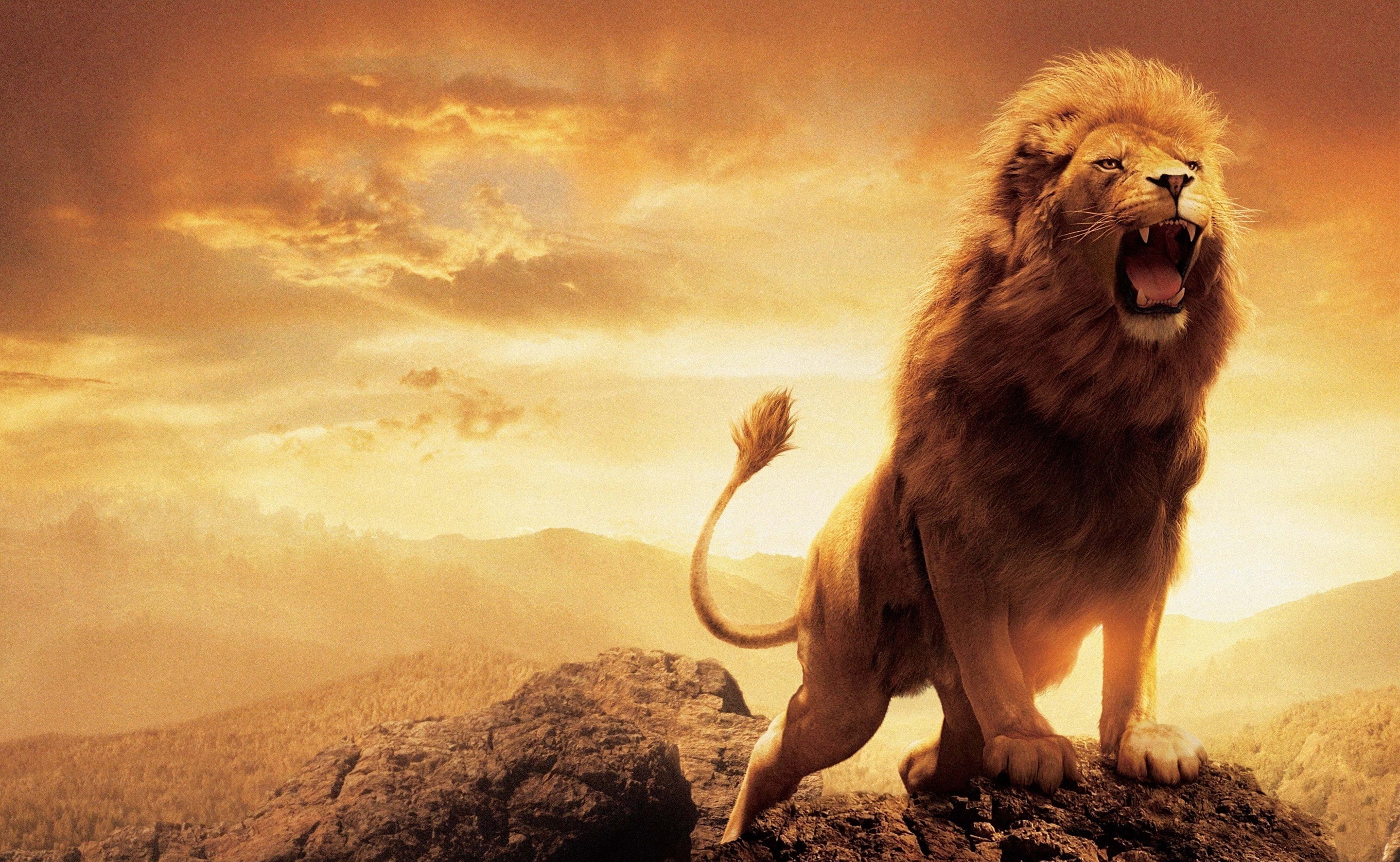 Leon, brown lion wallpaper, Animals, Wild, nature, king, savana