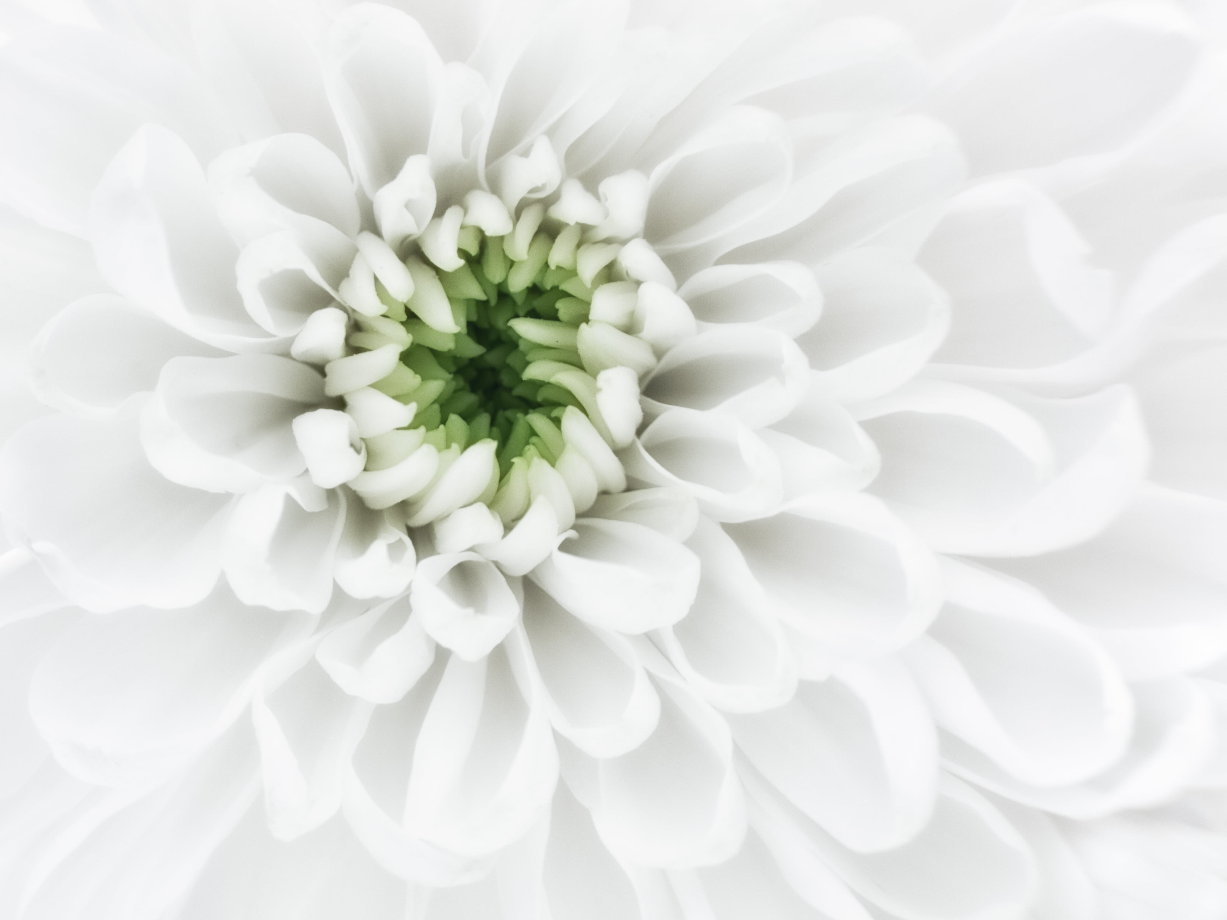 Free download | HD wallpaper: close up photography of white petaled