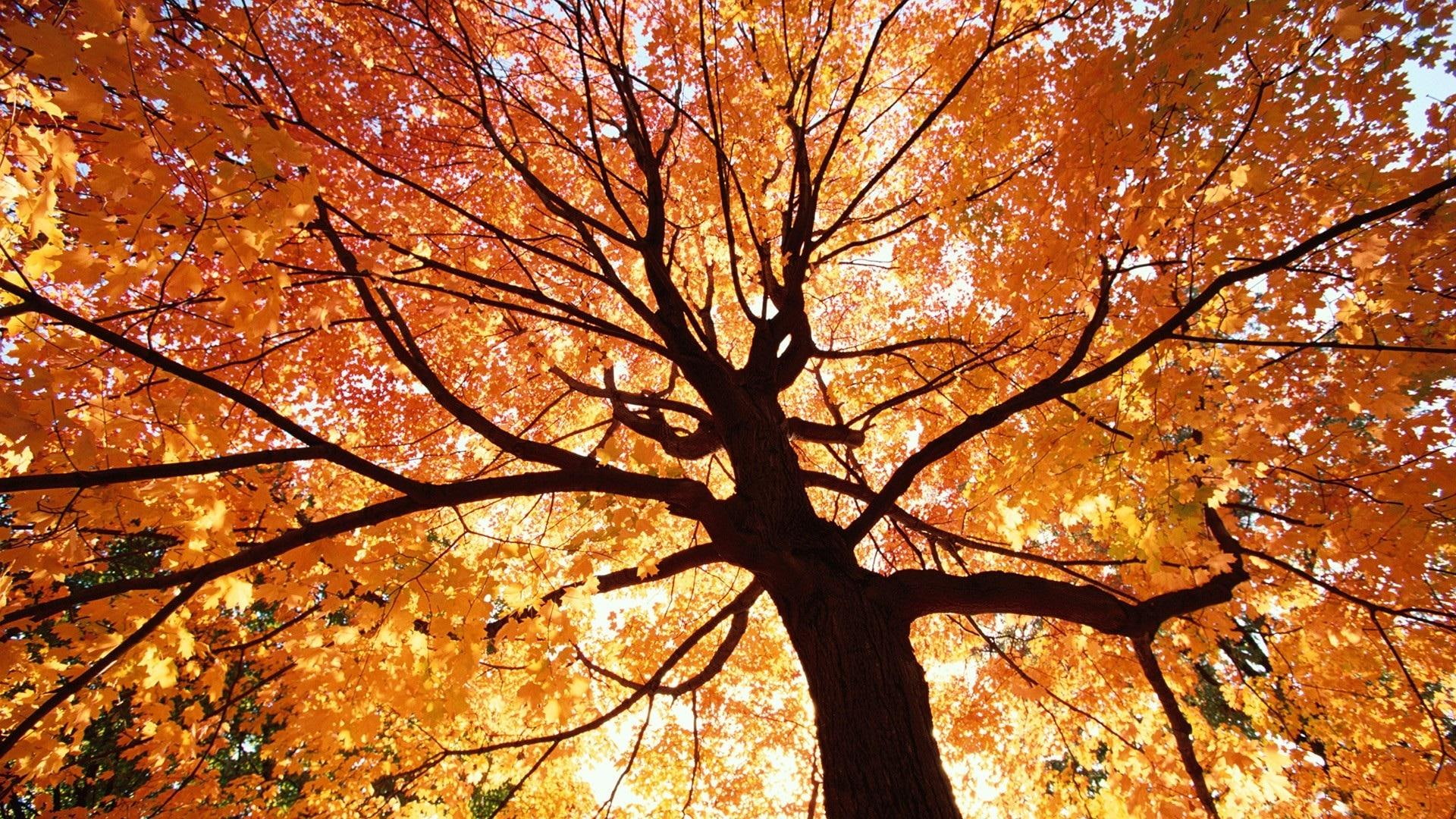 *** Beautiful Autumn Tree ***, natura, drzewa, jesien, roku, pora