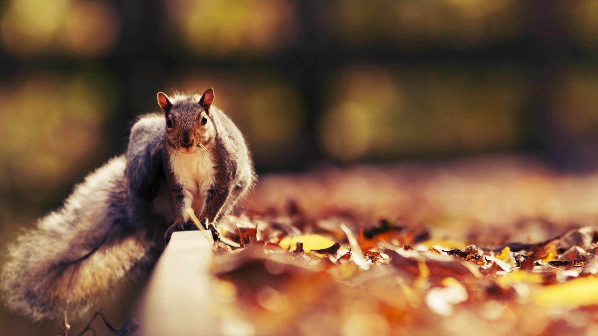squirrel