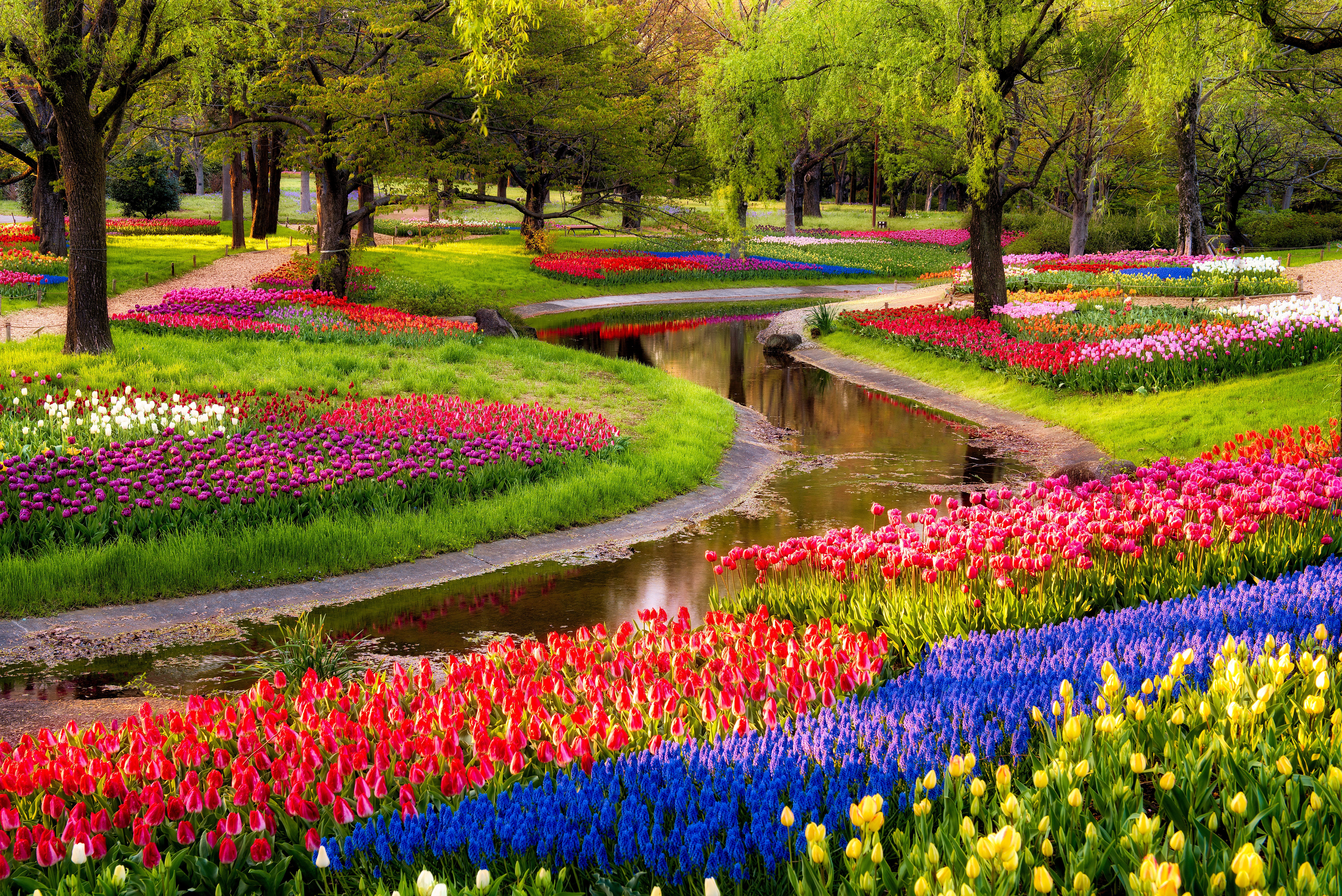 pink, blue, and yellow petaled flower field, trees, flowers, pond