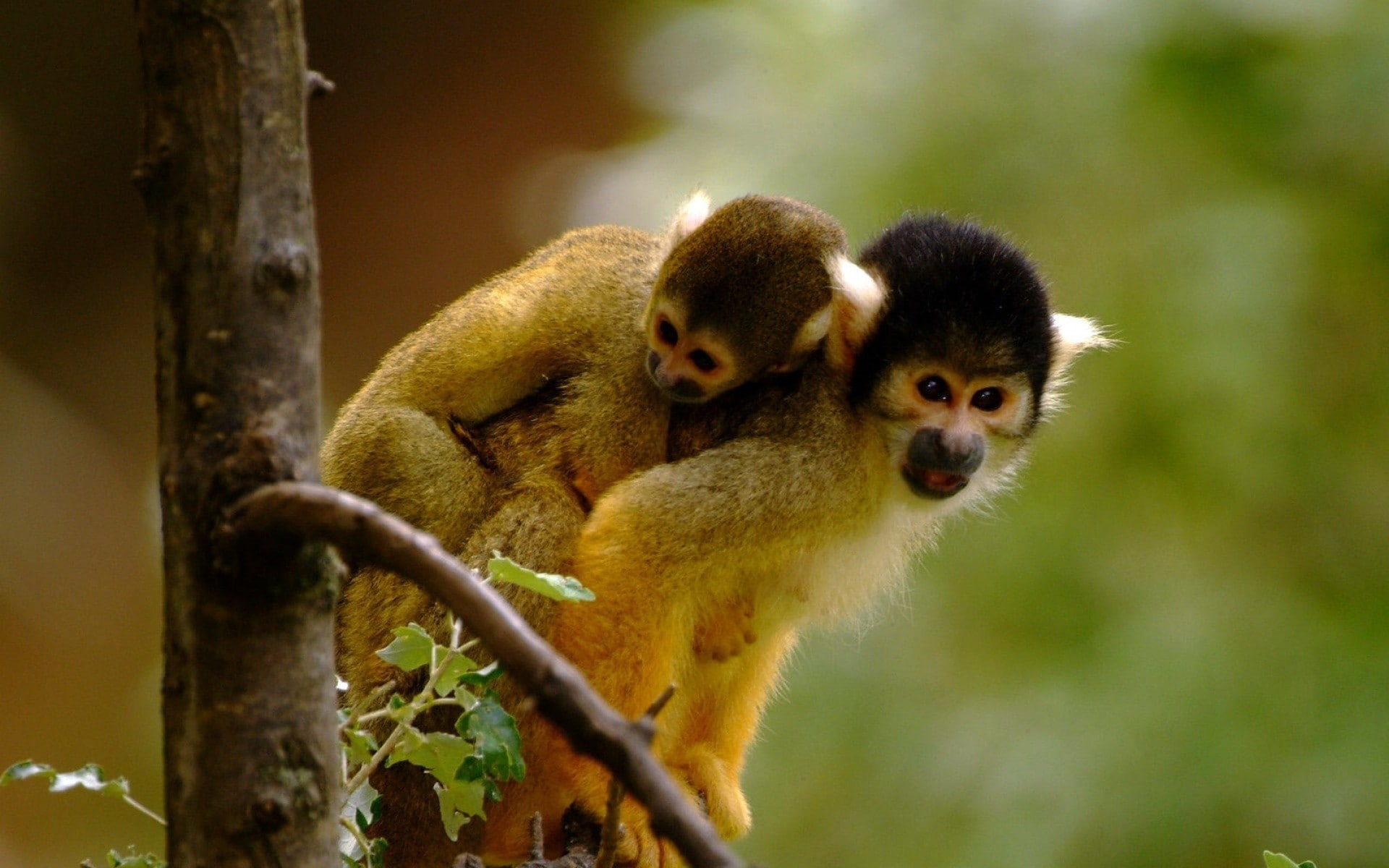 monkeys, Trees
