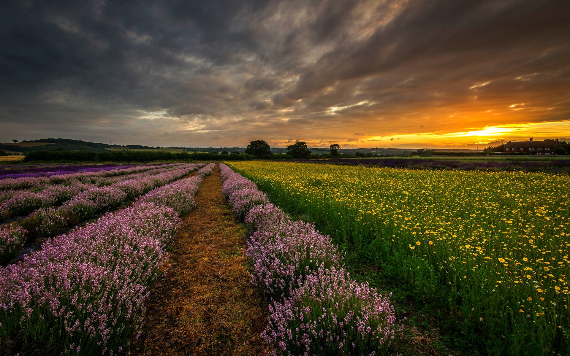 England, UK, Hampshire, fields, flowers, lavender, night, sunset