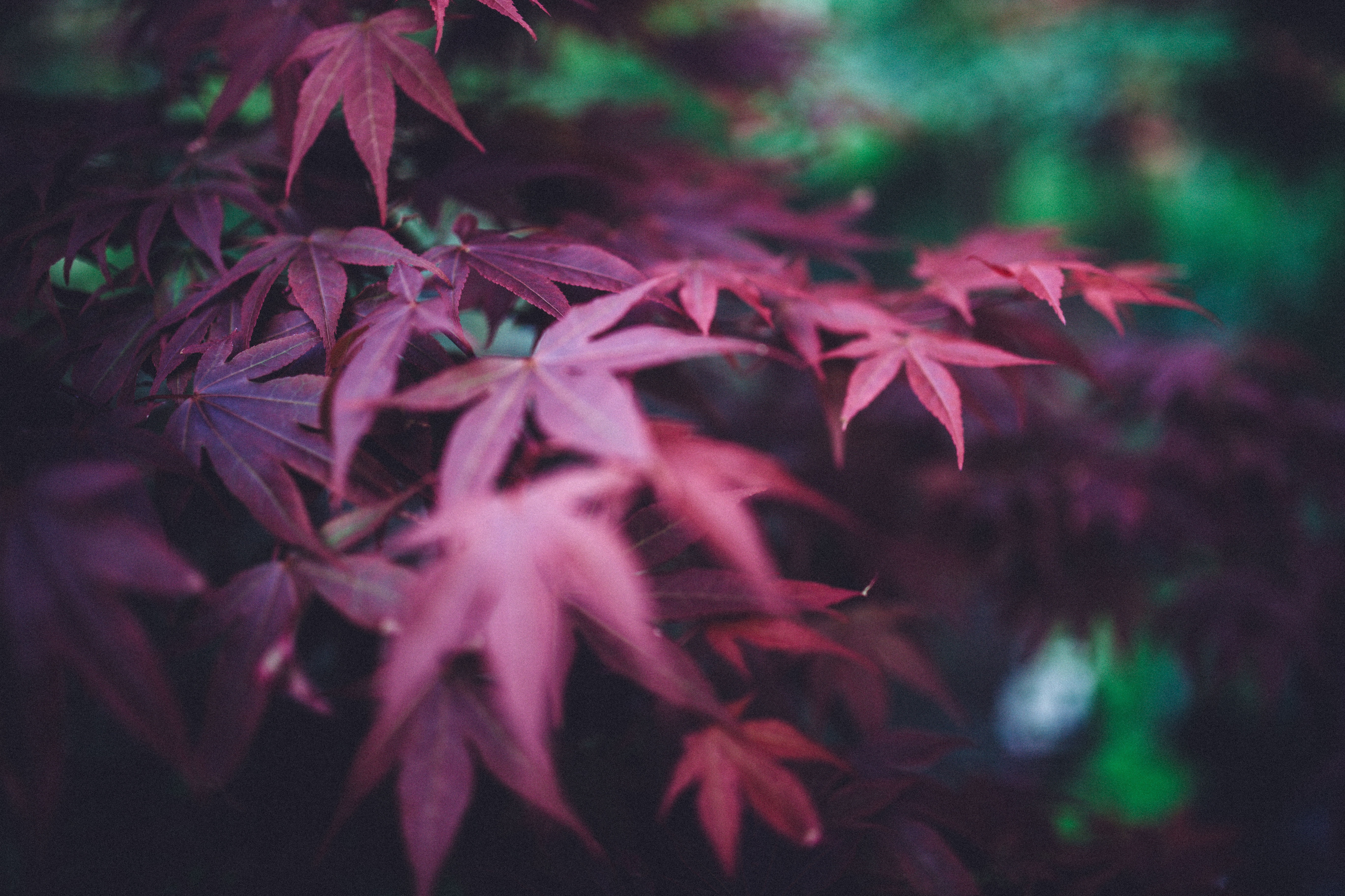 Leaves, Burgundy, Branches