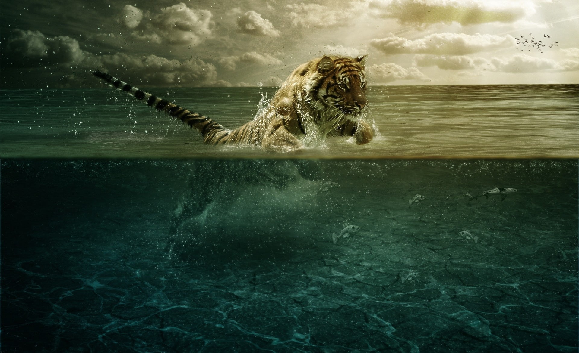 Tiger Playing in Water, tiger in body of water wallpaper, Aero