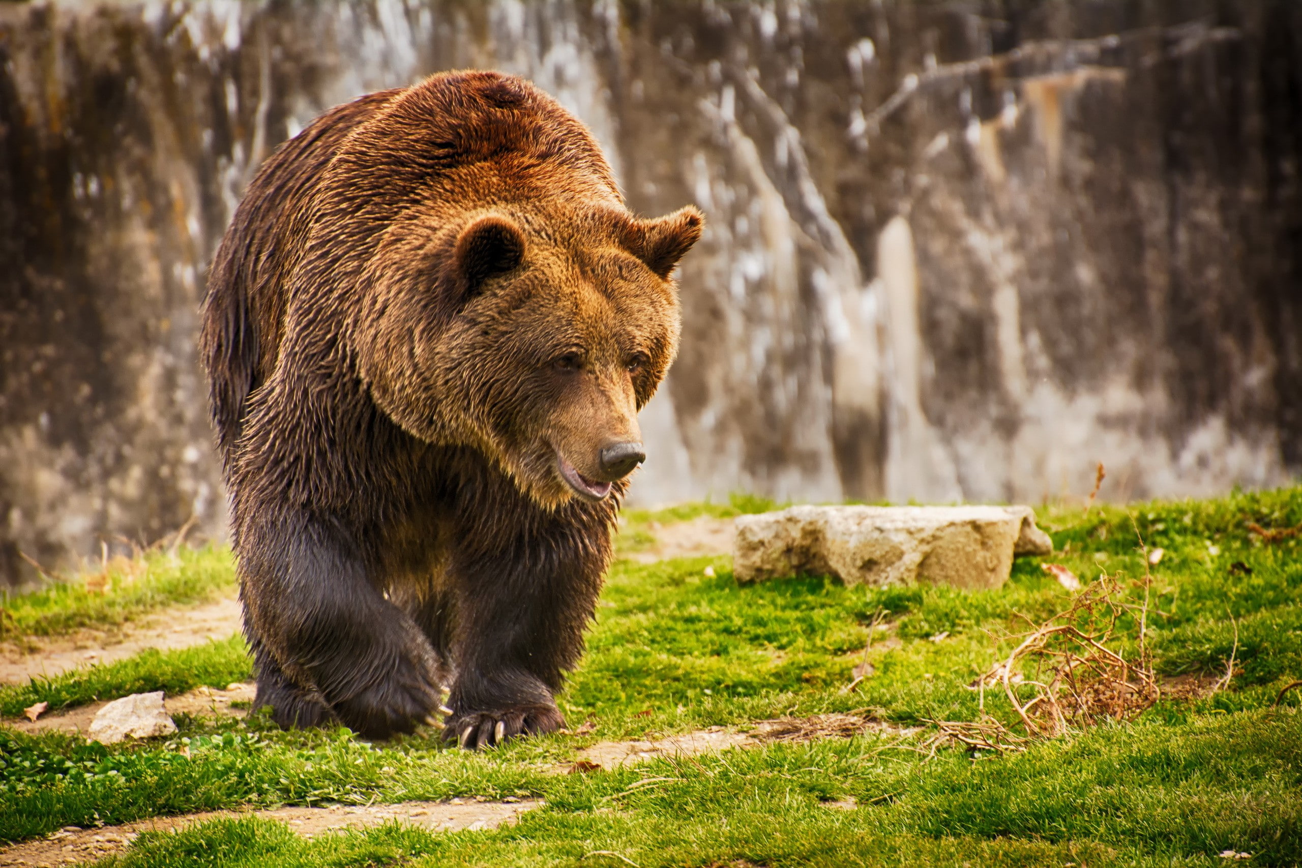 Big Bear in nature, brown grizzly bear, background