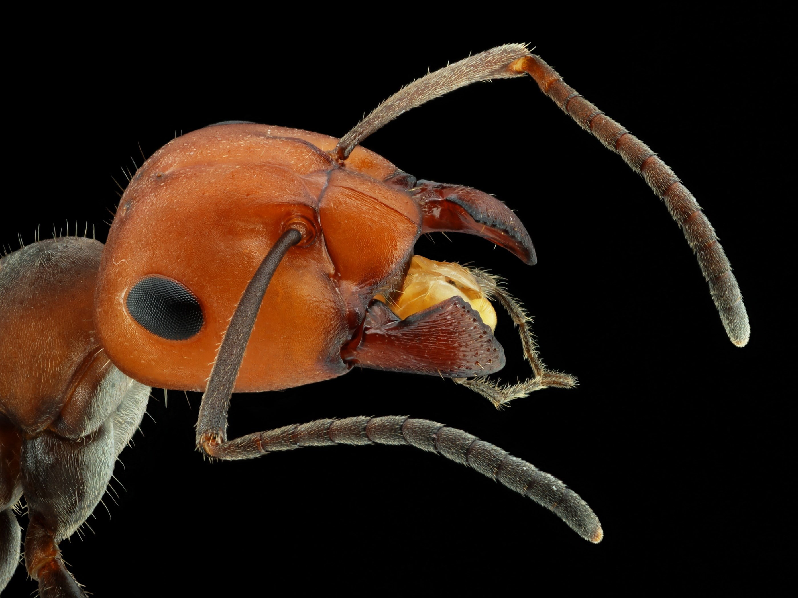 ant