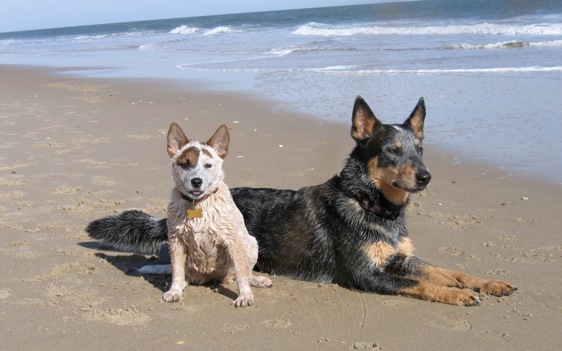 Dogs, Australian Cattle Dog, Beach, Pet, Puppy