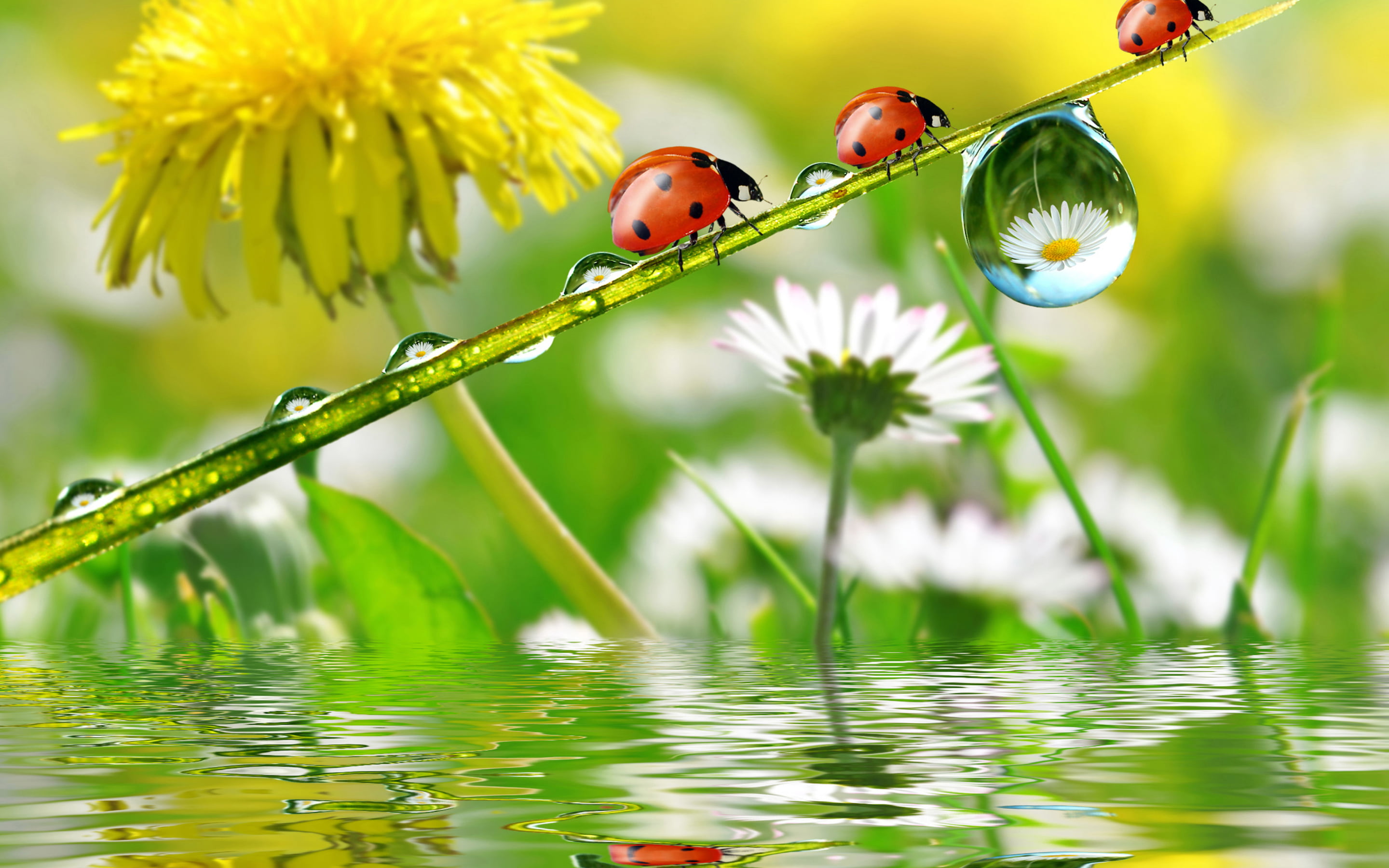 Nature Dandelion Chamomile Insect Ladybug Spring Rain Drops Water Desktop Hd Wallpapers For Mobile Phones And Computer 2880×1800