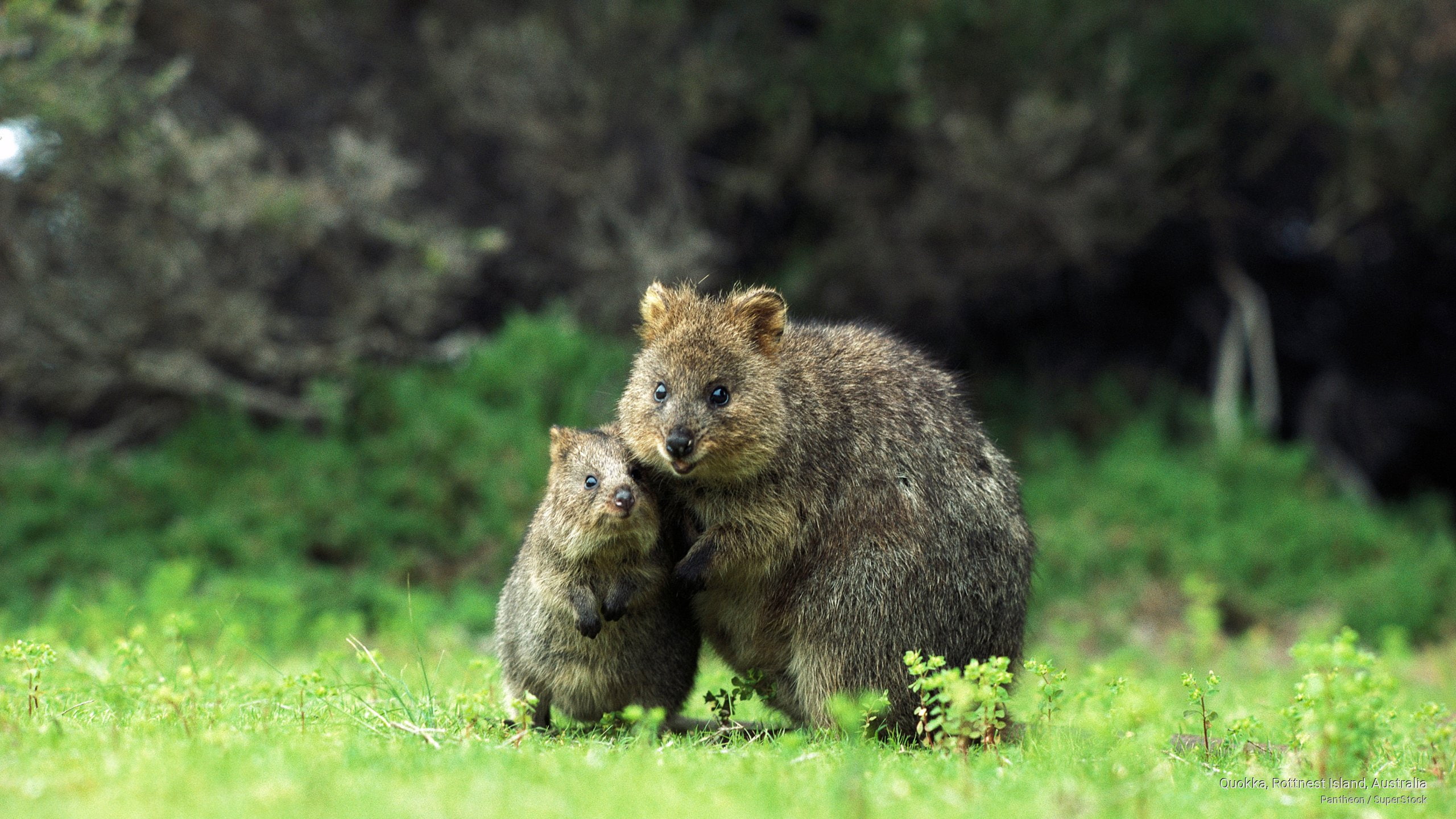 Quokka, Rottnest Island, Australia, Animals