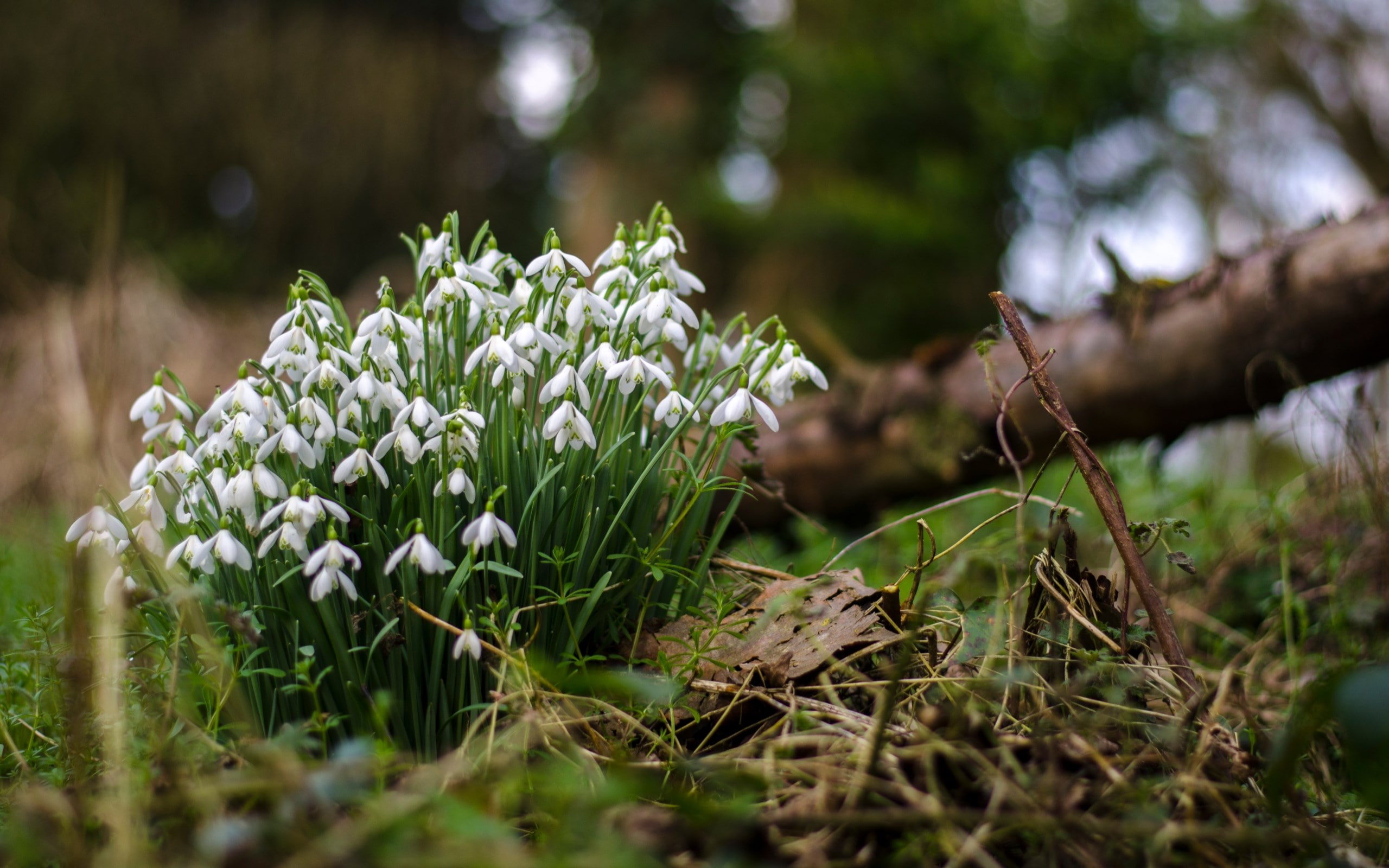 snowdrop