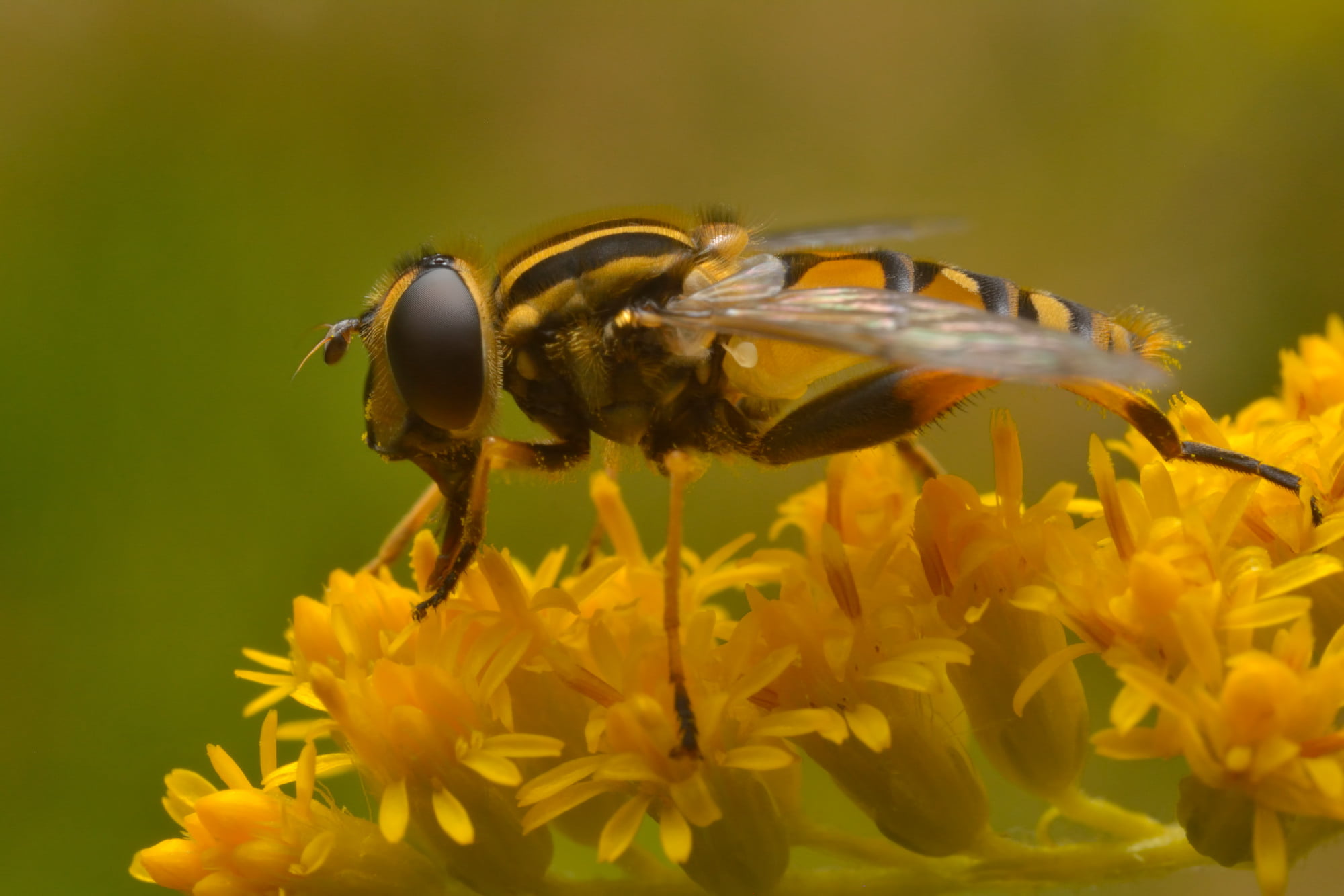 shallow depth of field photo of Hoverfly perching on yellow petaled flower, helophilus, helophilus