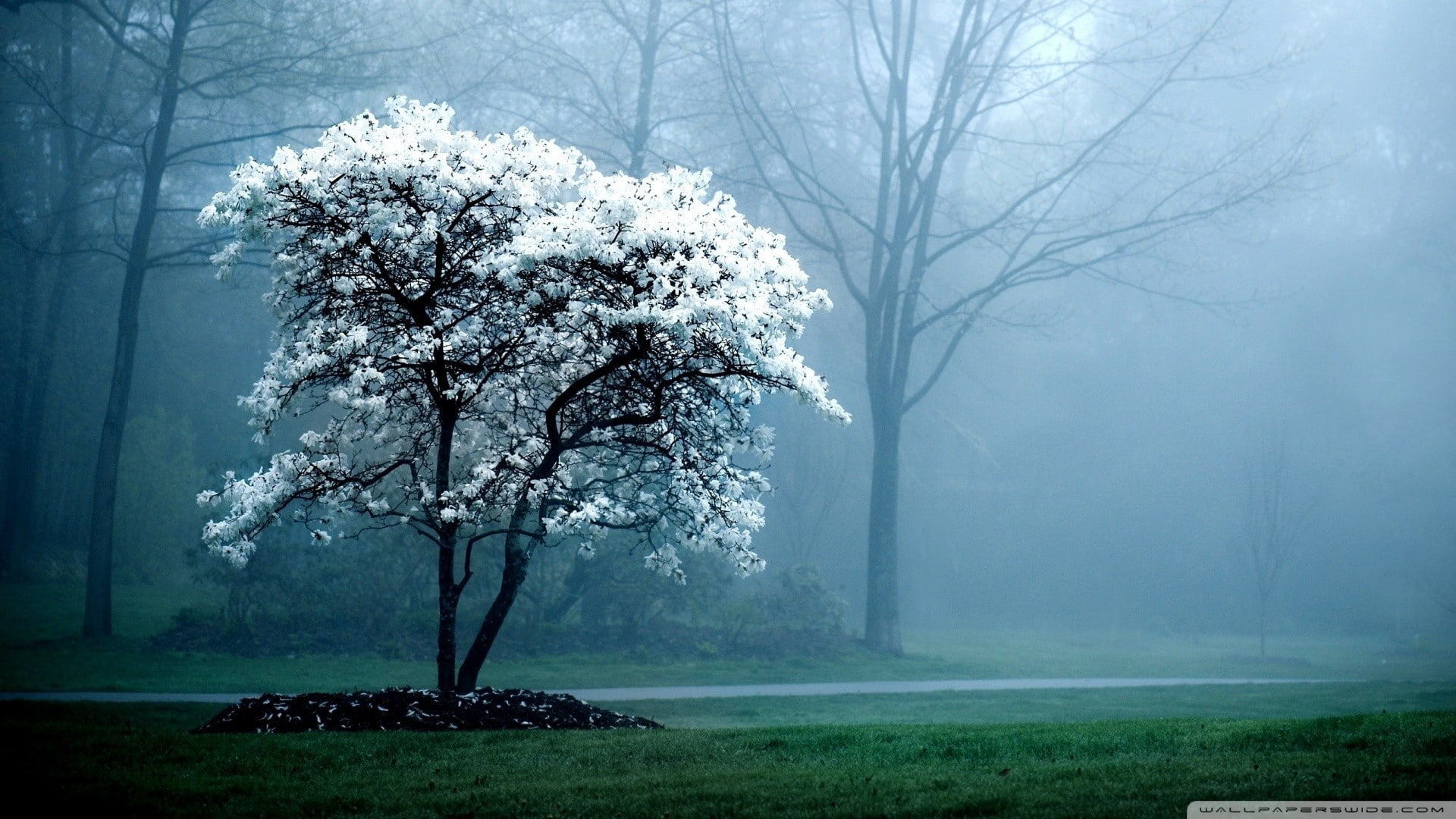 mist, trees, forest, grass, plant, beauty in nature, fog, environment