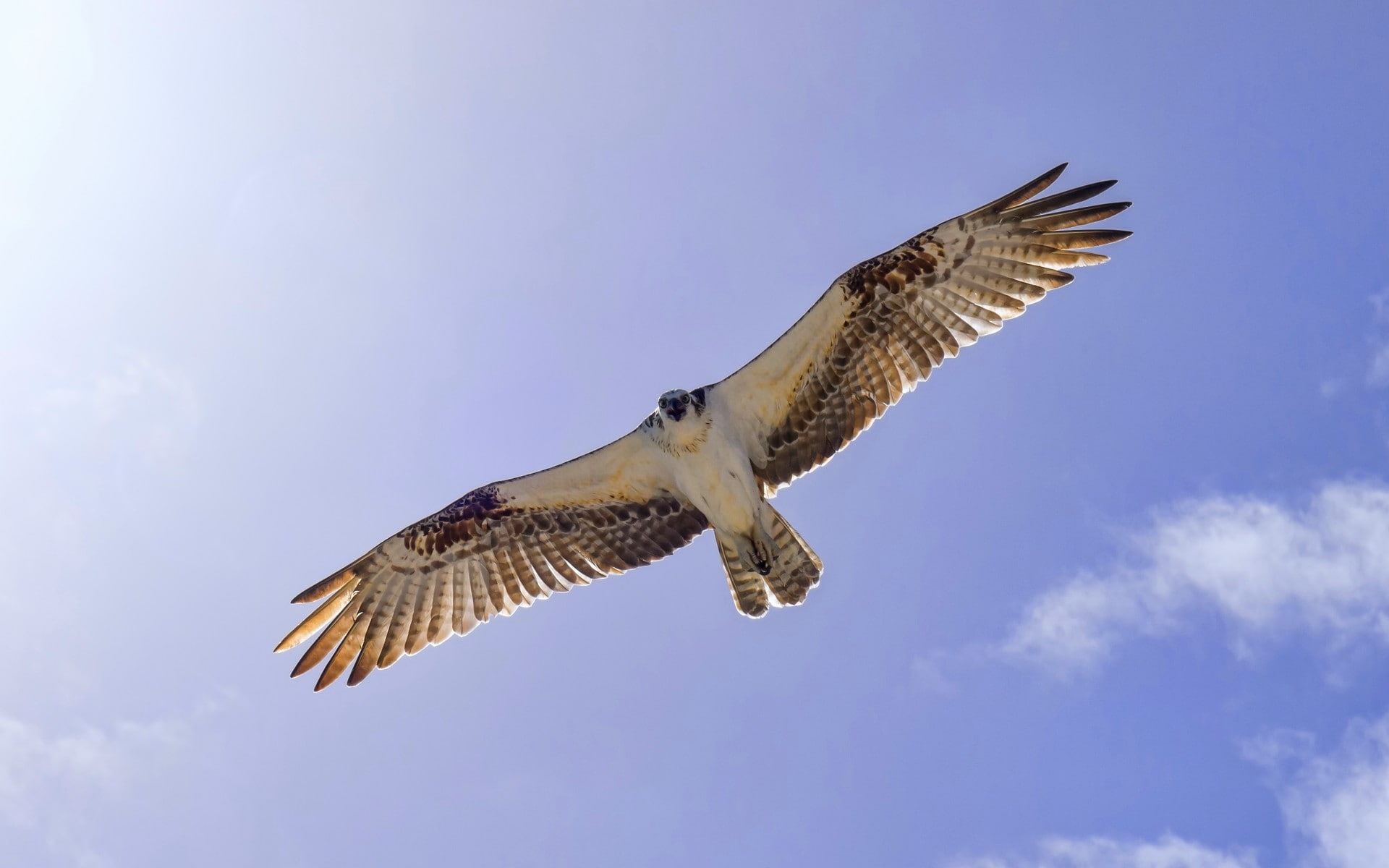 osprey