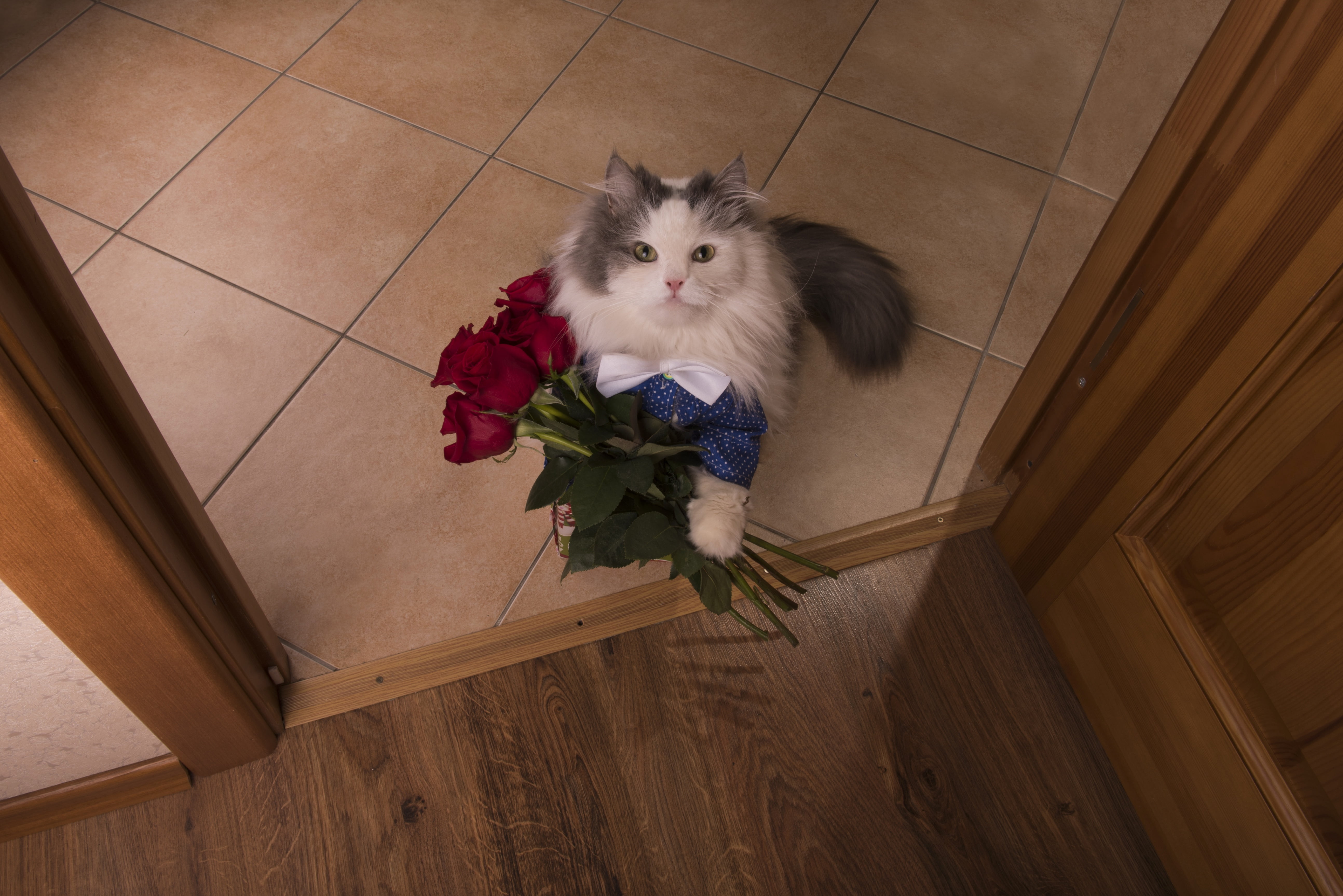 white and gray Persian cat, look, flowers, roses, the situation