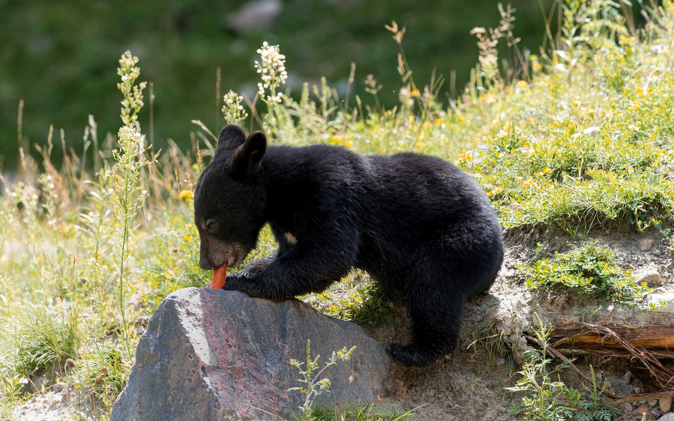 bear