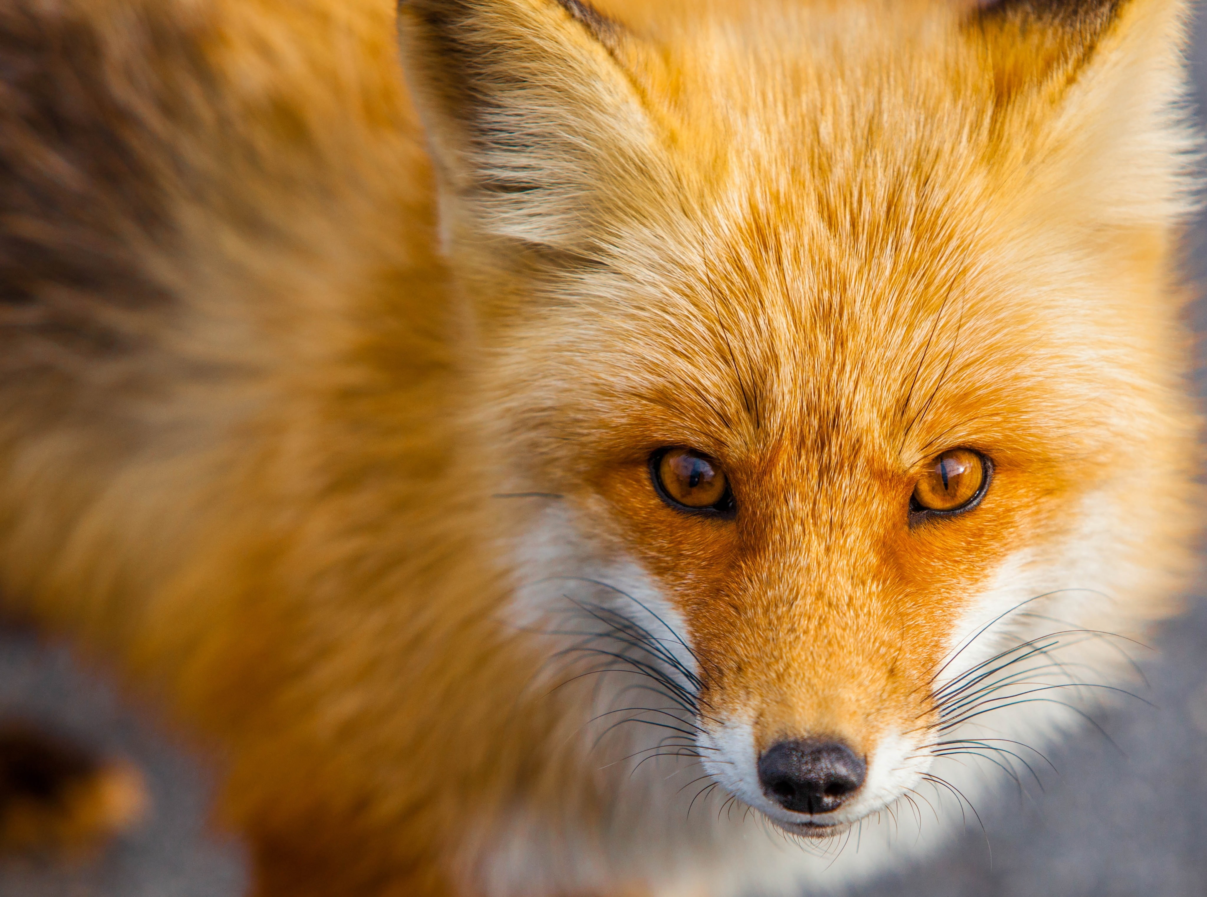 Red Fox Close-up HD Wallpaper, fox, Animals, Wild, Beach, Nature