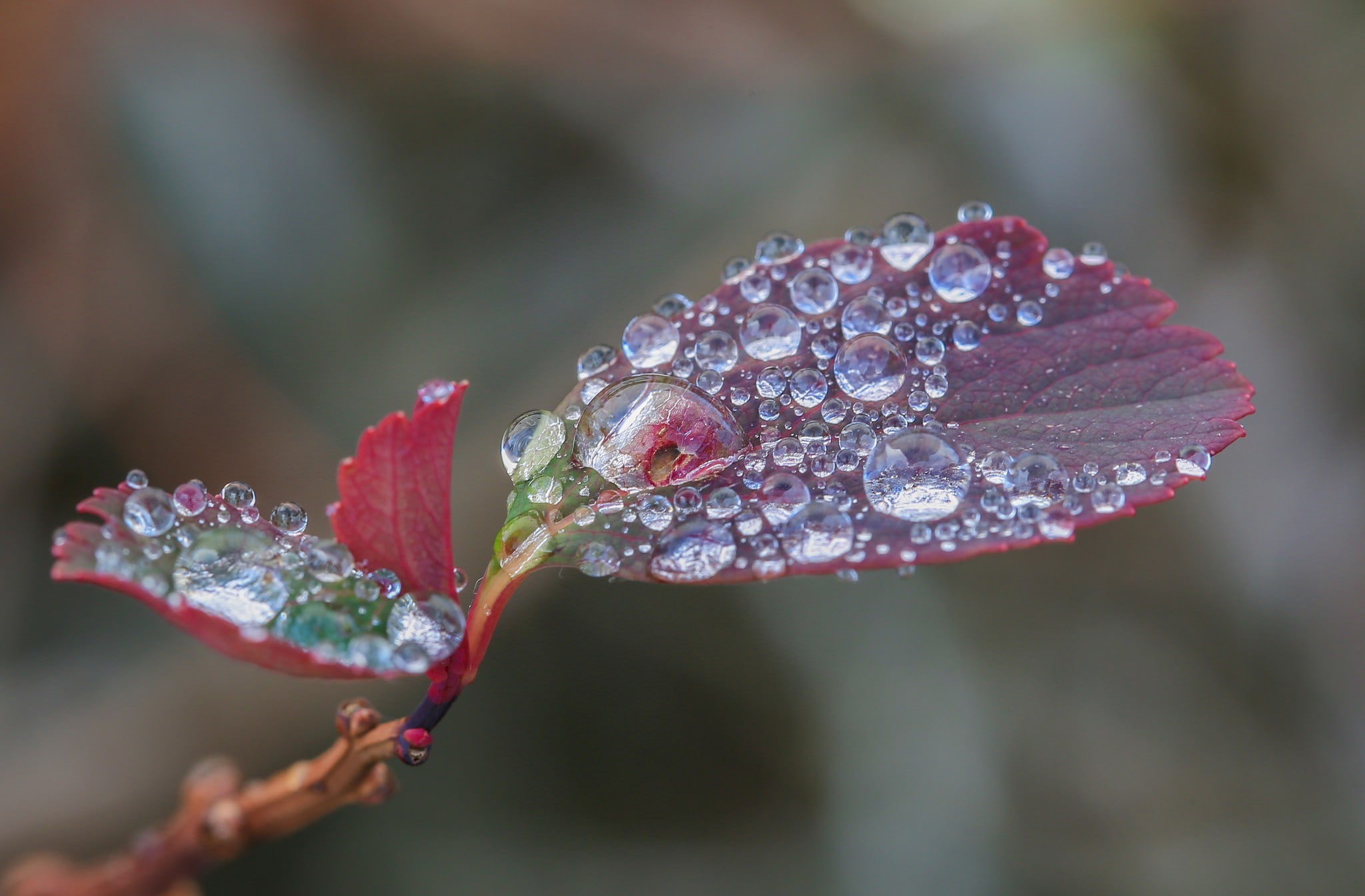 Earth, Leaf, Dew