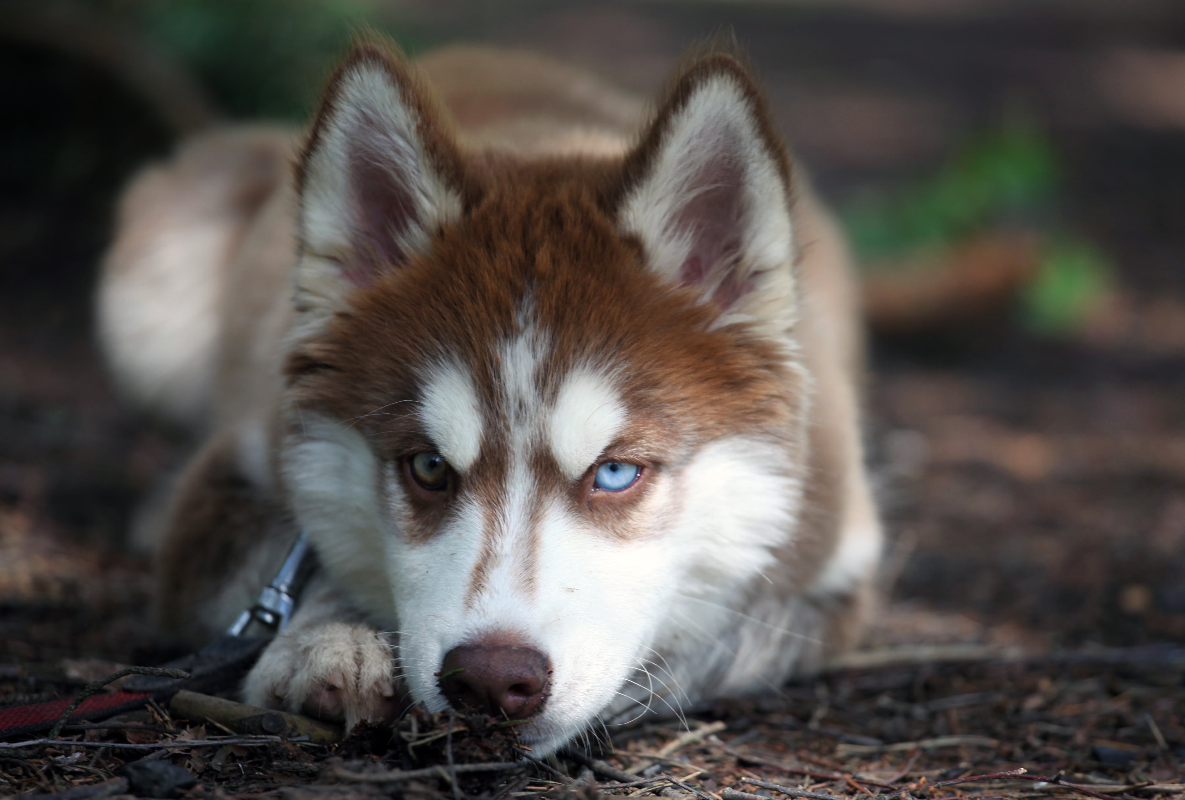 adult copper Siberian husky, eyes, look, dog, sled Dog, animal