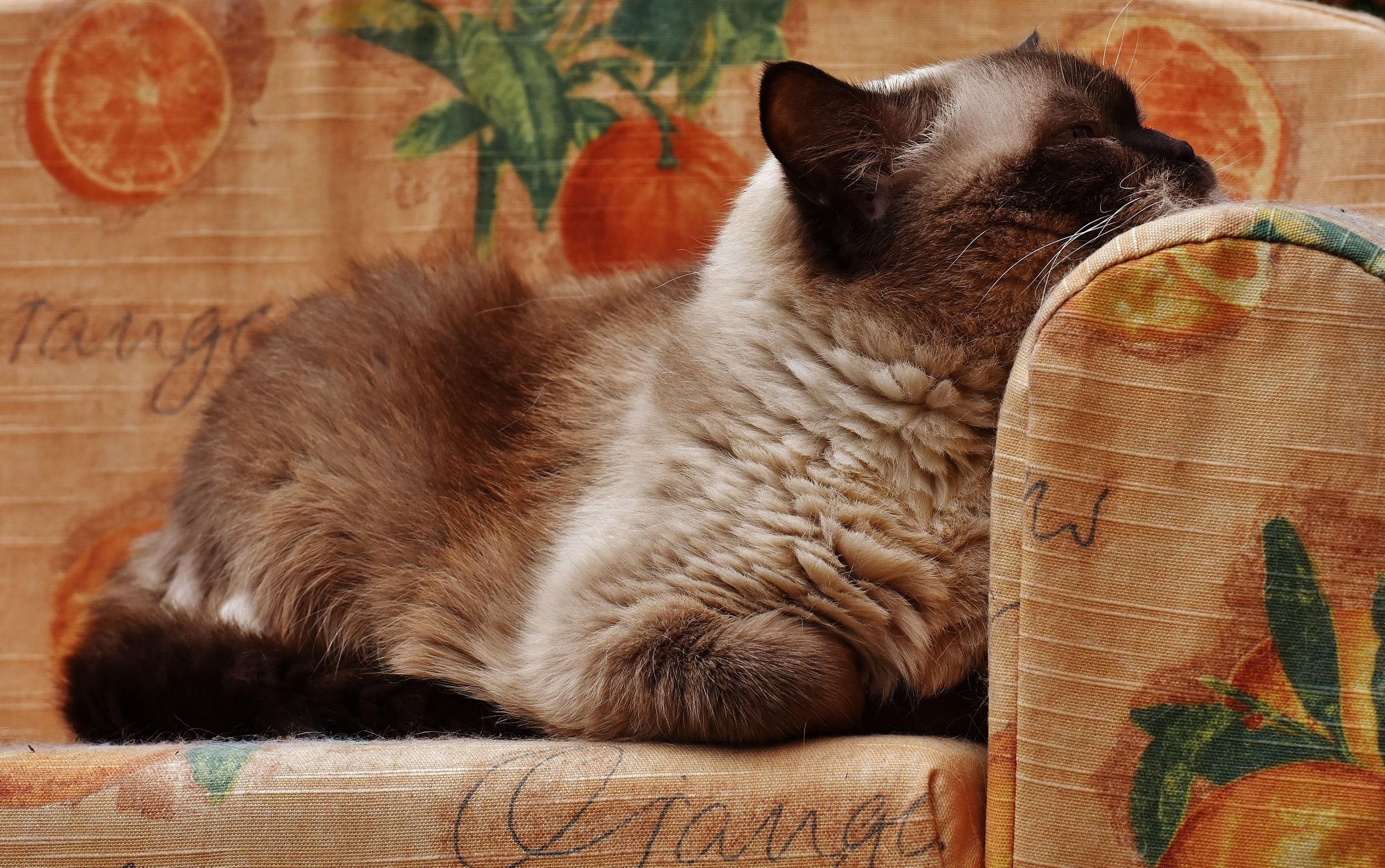 short-fur tan cat, british shorthair, lying, rest, domestic cat