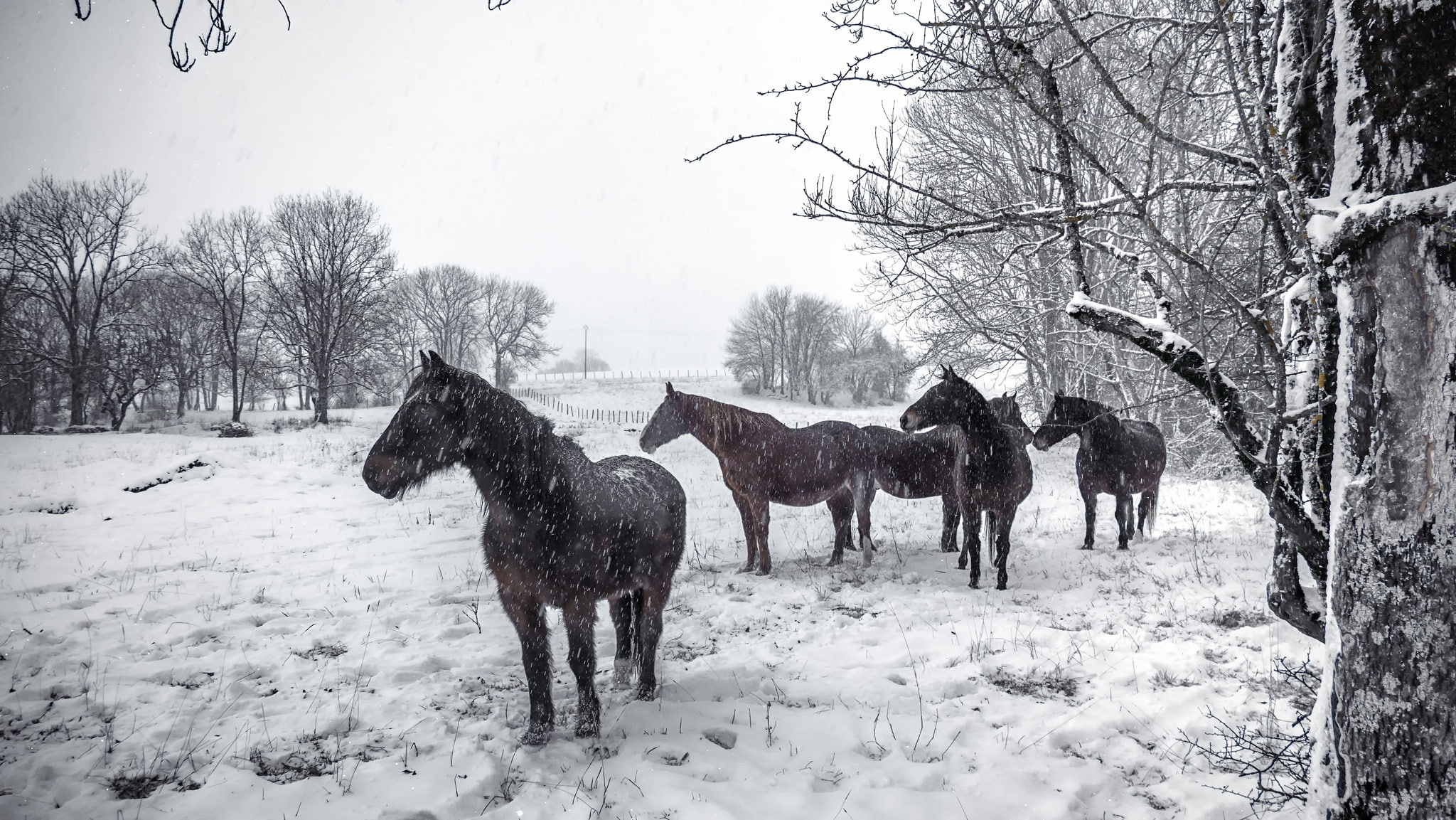 snow, winter, animals, horse