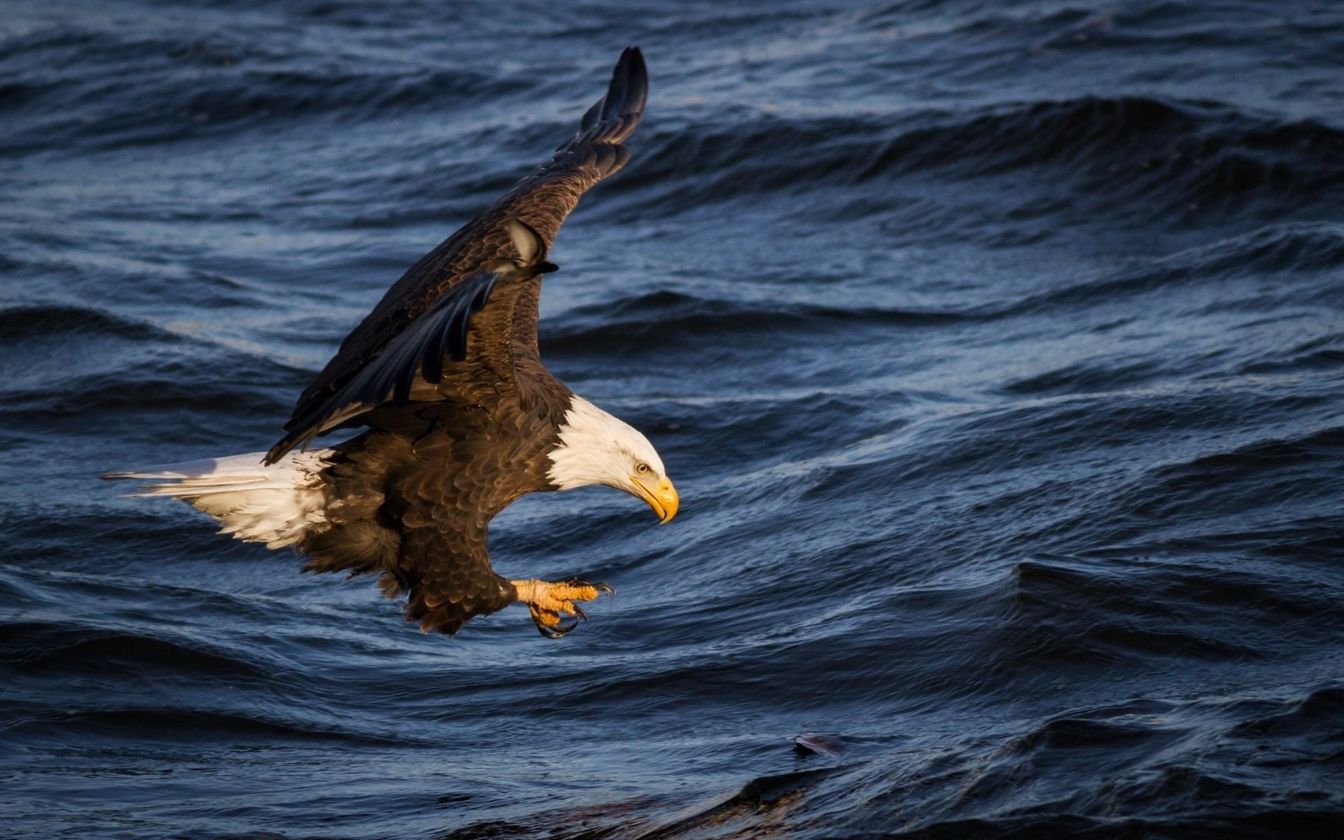 Birds, Bald Eagle
