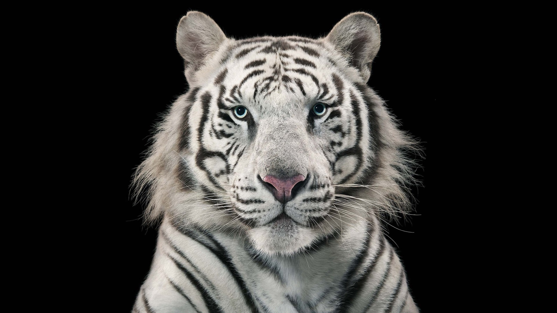 white tiger  super