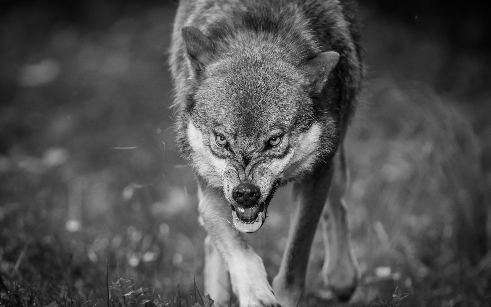 Free Download Hd Wallpaper Grayscale Photography Of Wolf Snarl