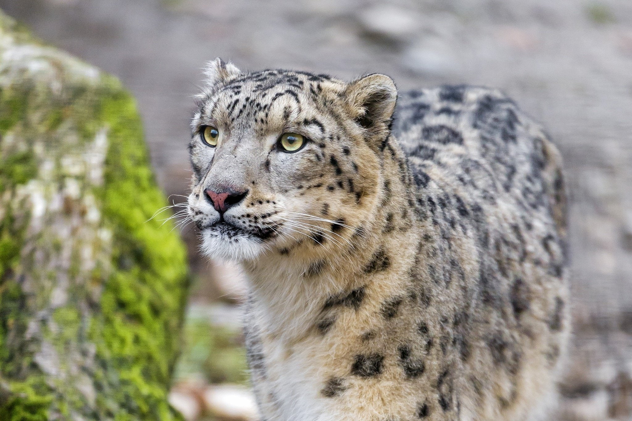 cat, leopard, muzzle, predator, snow, wild