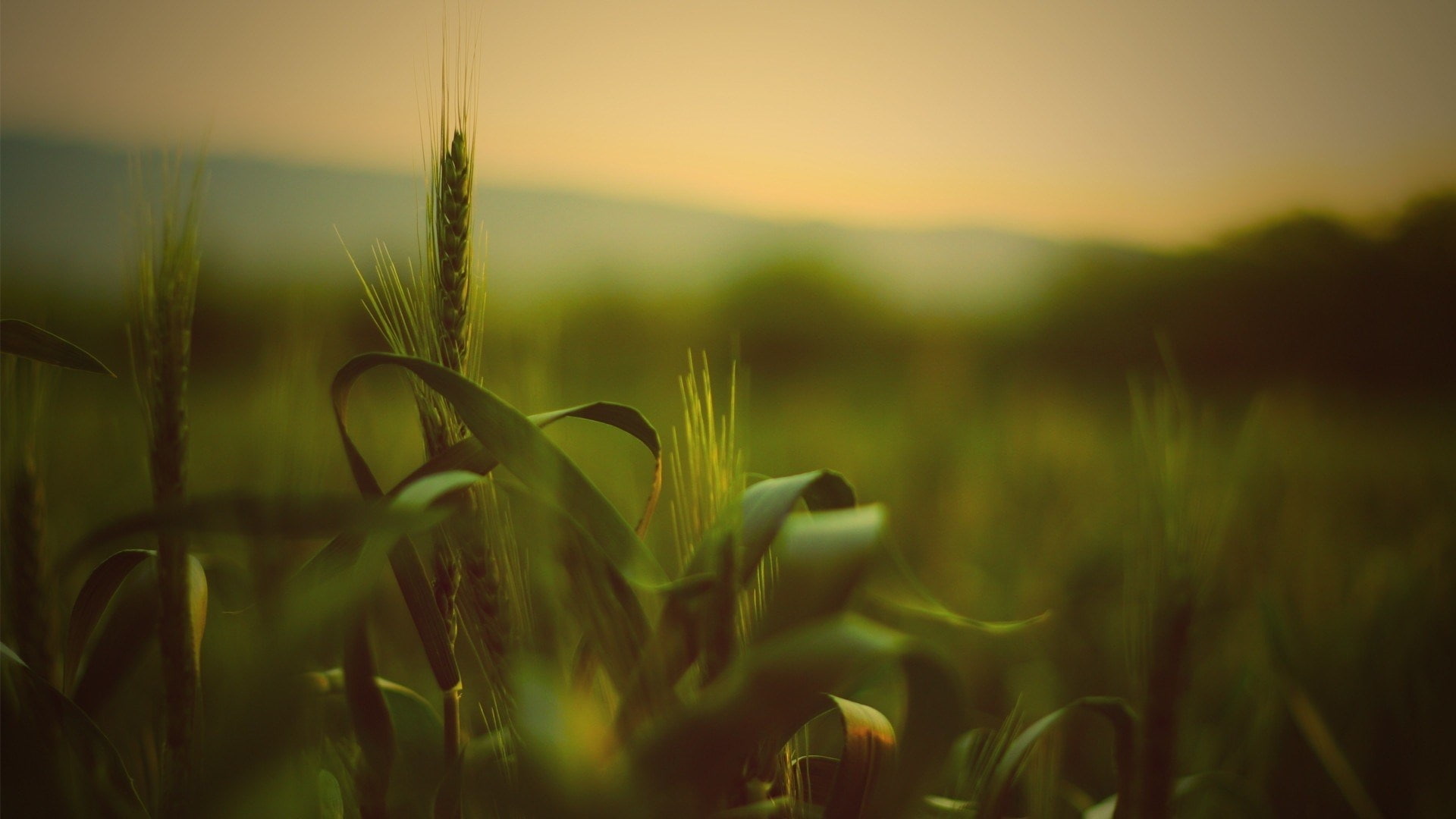 wheat image desktop