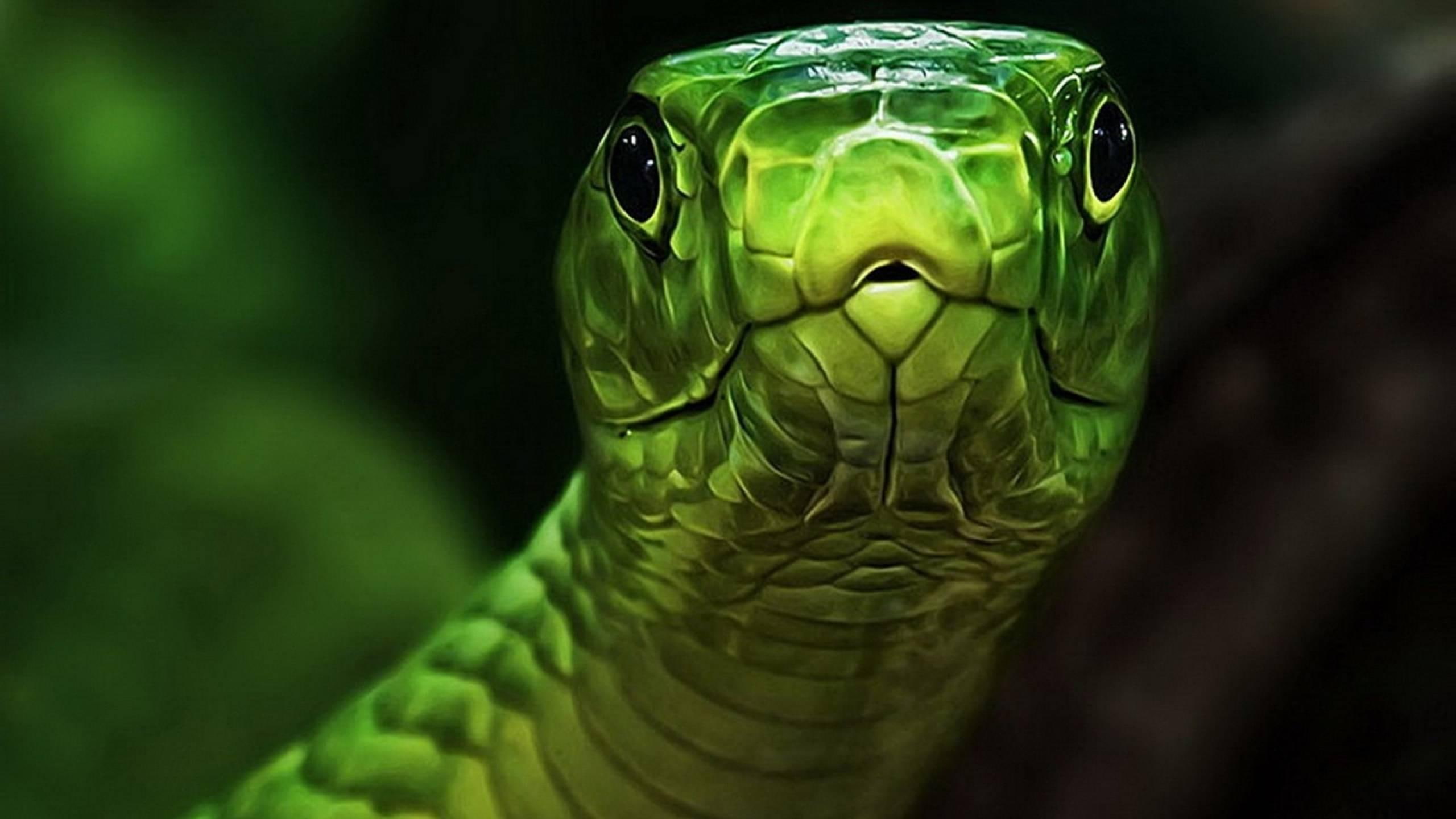 Snake, nature, reptile, beautiful, animals