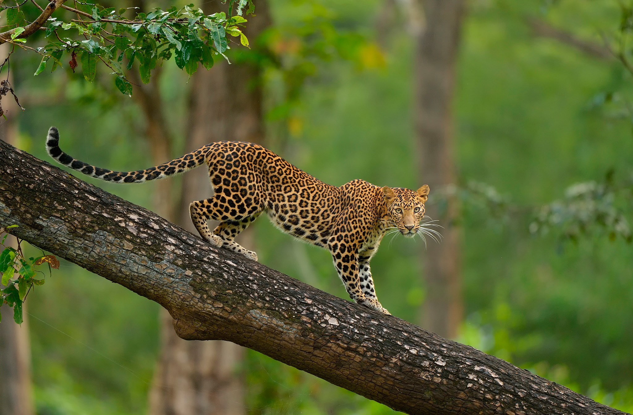 leopard