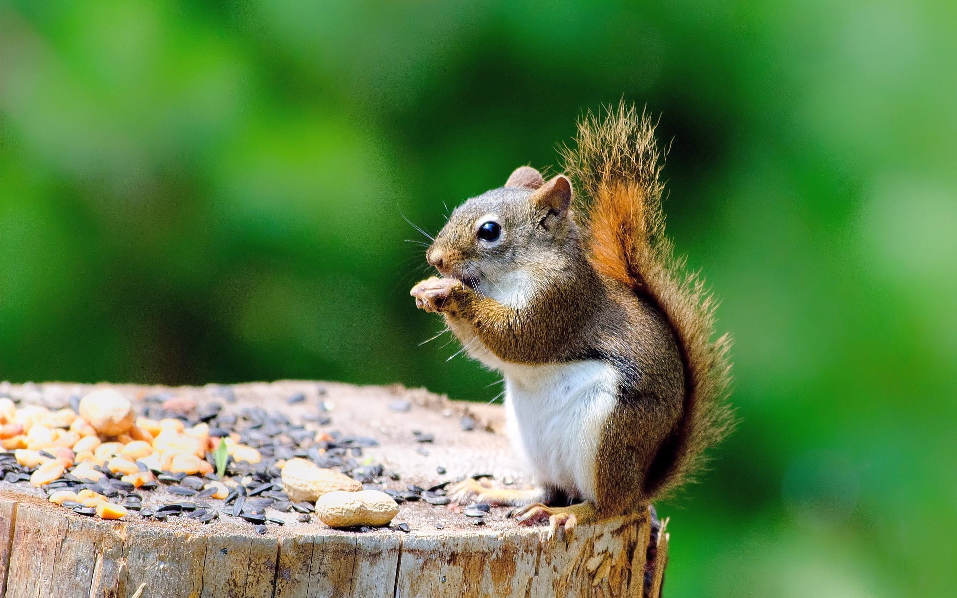 Cute squirrel, stump, eating something