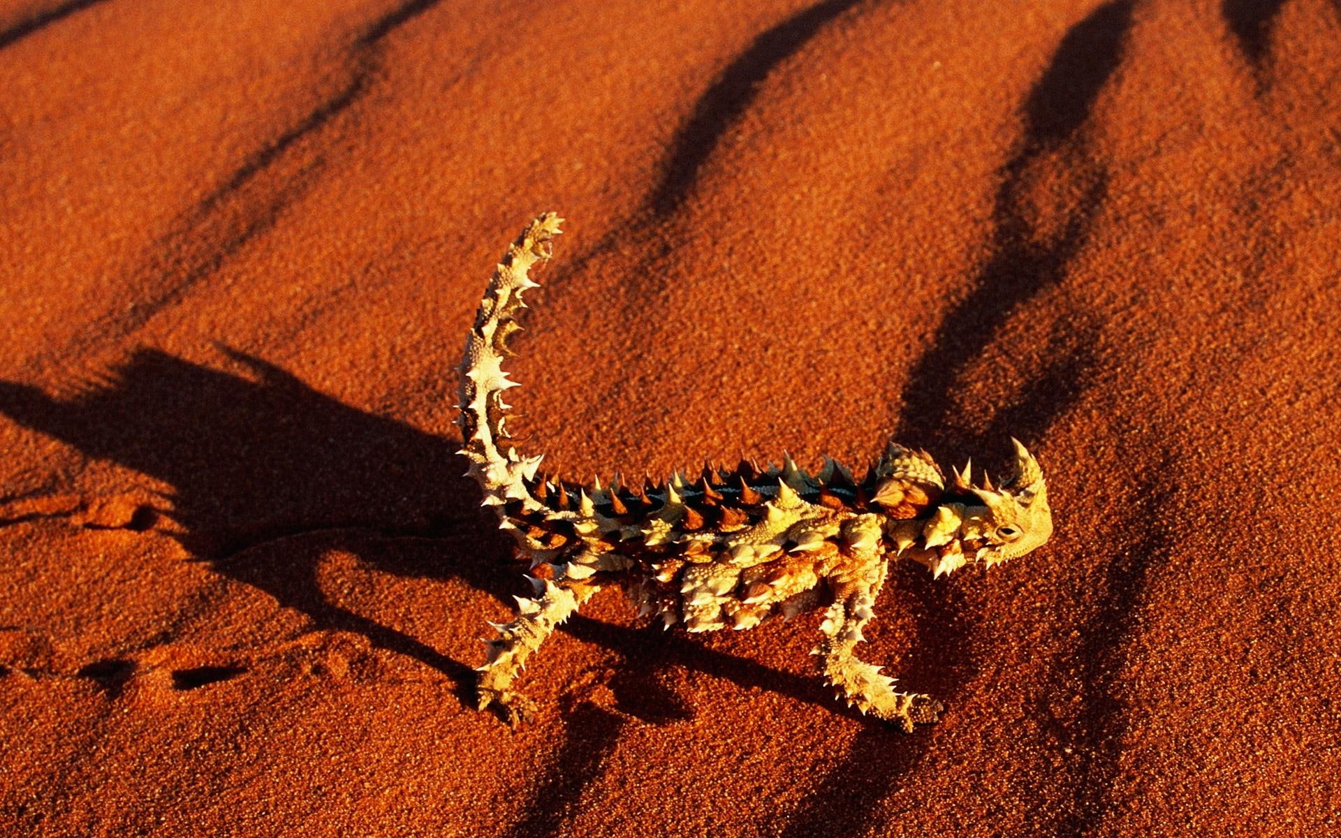 Devil Lizard, thorny devil, desert, sand, animals