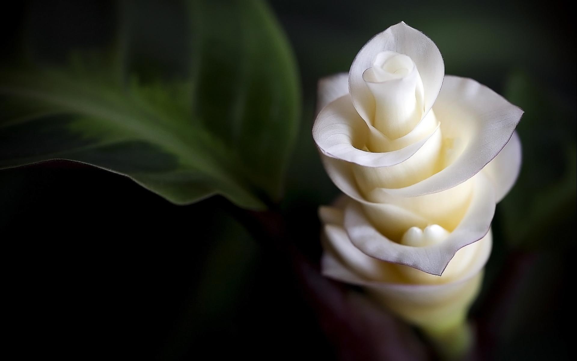 *** White Exotic Flower ***, natura, kwiat, bialy, kwiaty, nature and landscapes