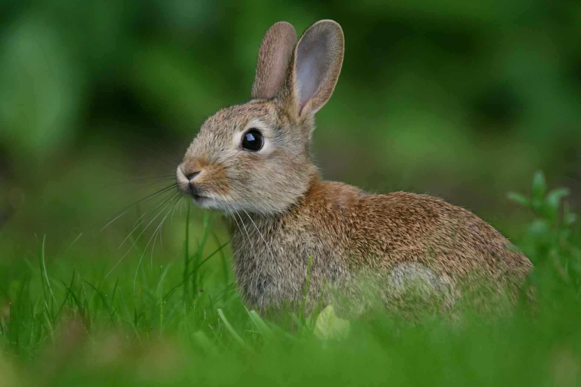 brown rabbit, hare, look, rabbit - Animal, cute, grass, mammal