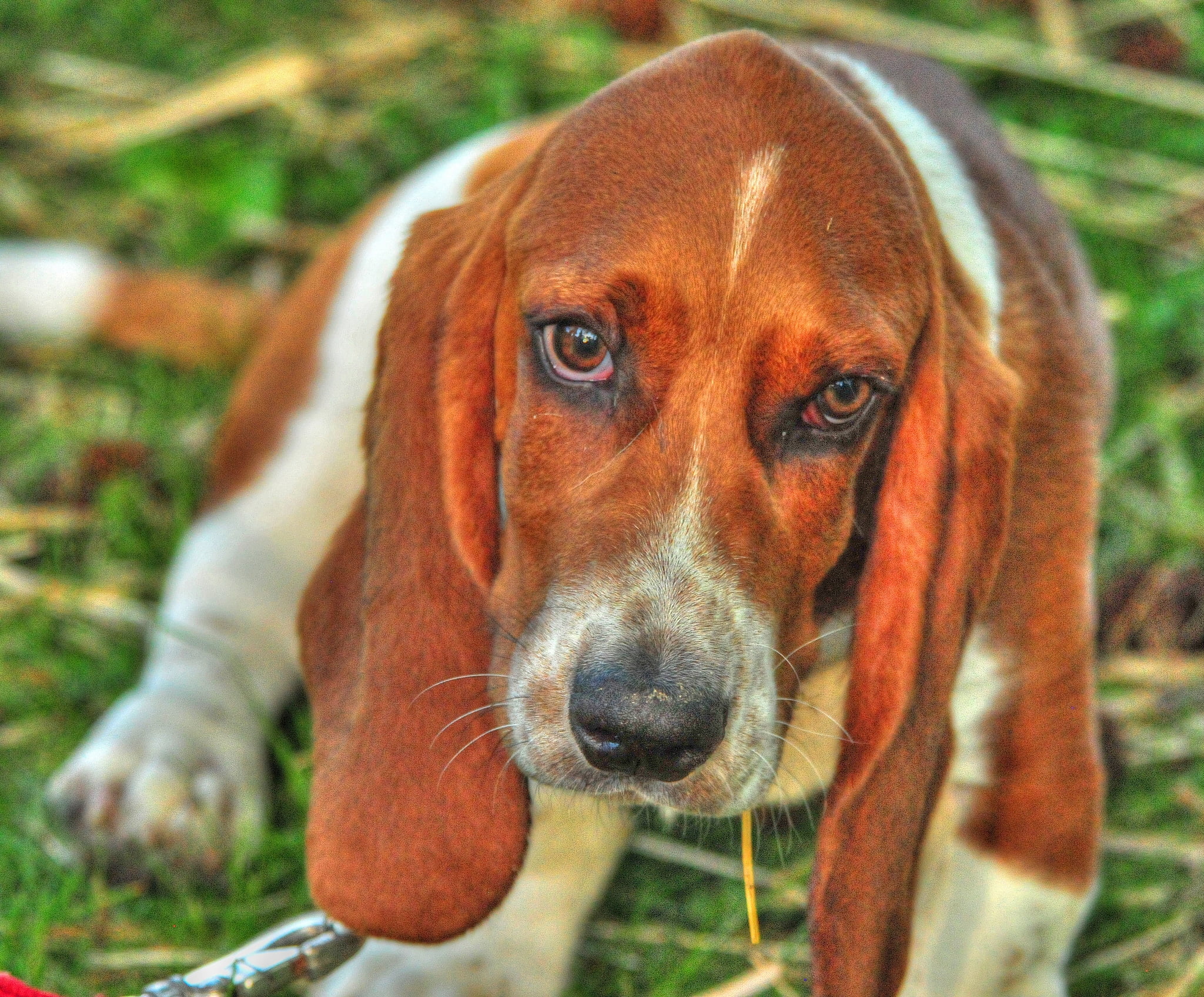 adult red and white basset hound, dog, eyes, face, animal, pets