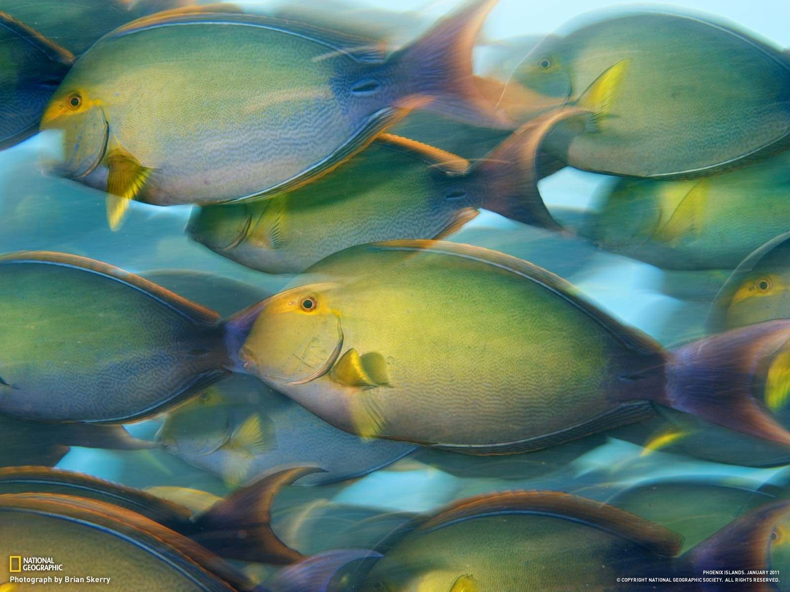 National Geographic, fish, nature, water, group of animals