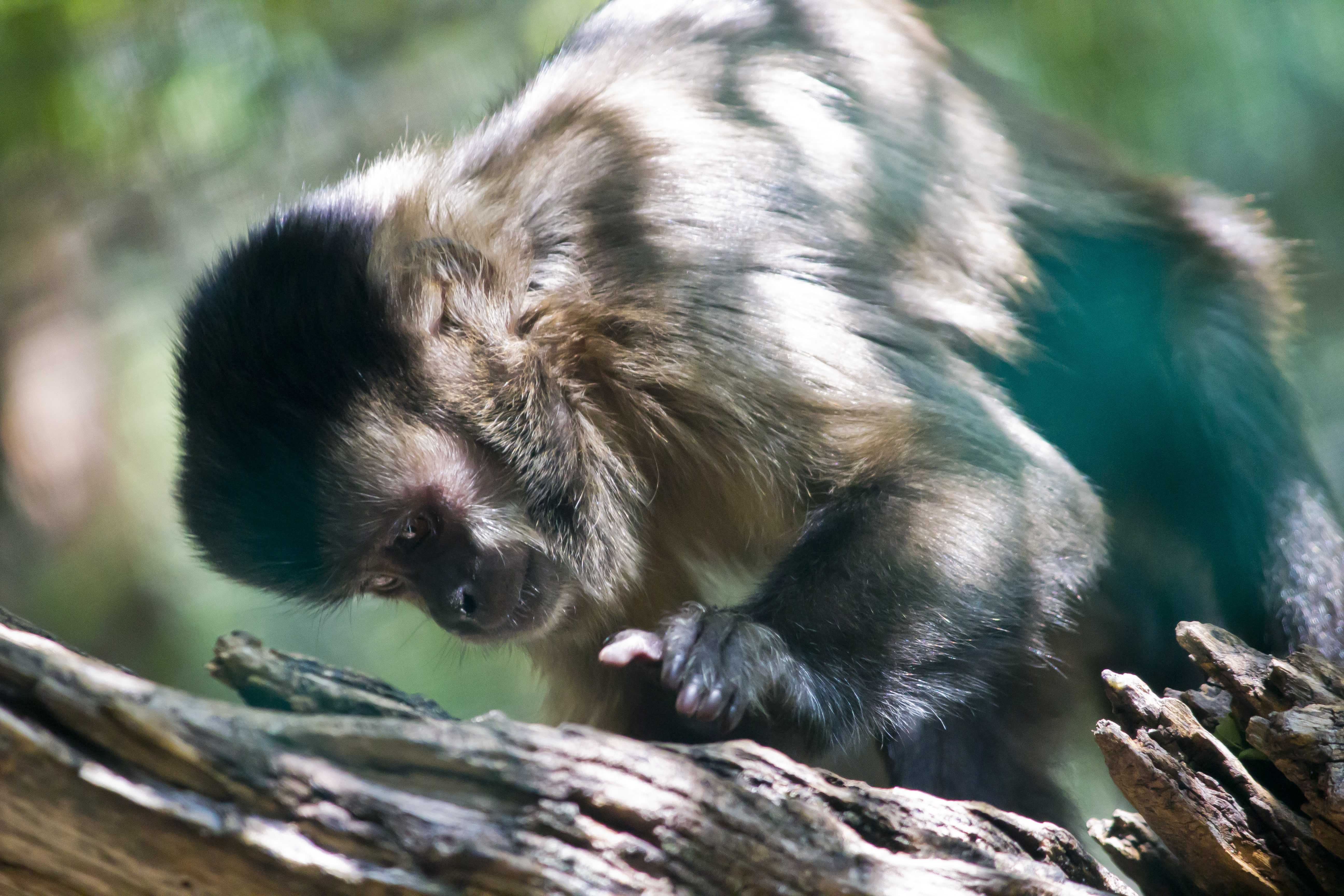 Monkeys