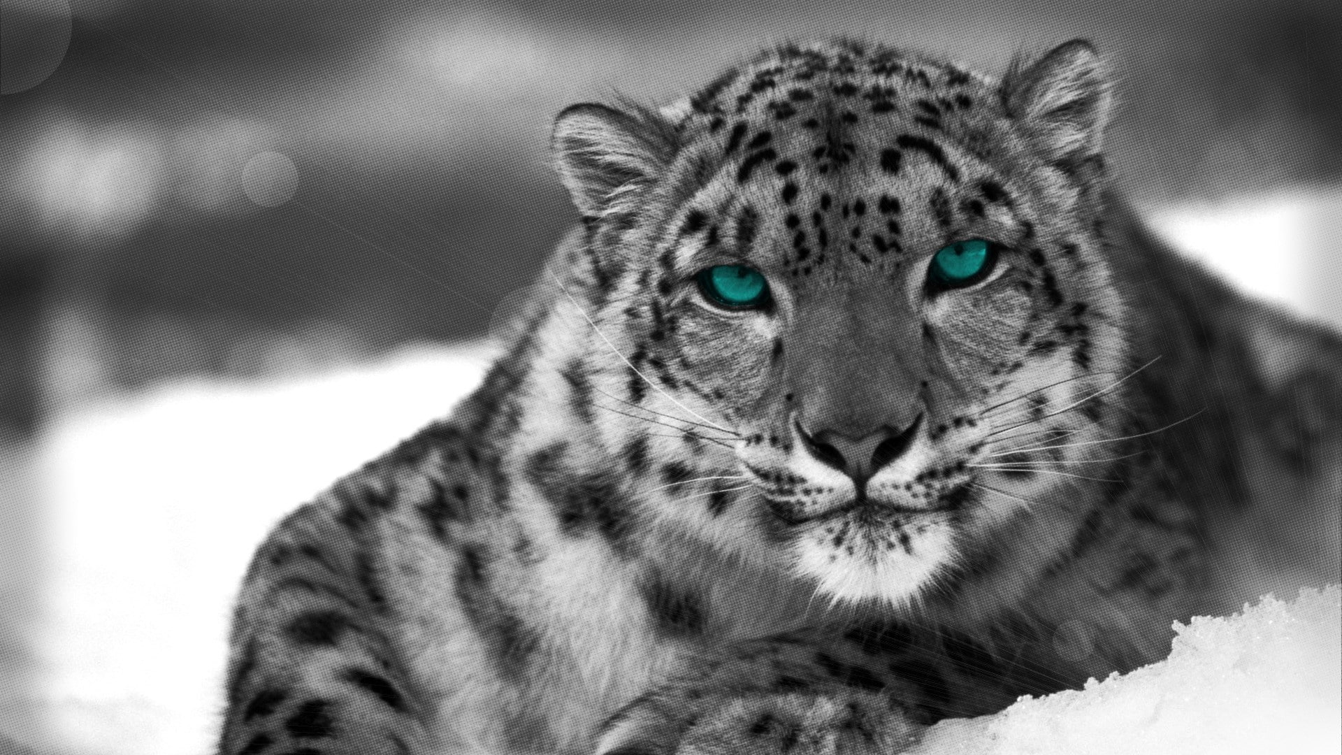 snow leopard