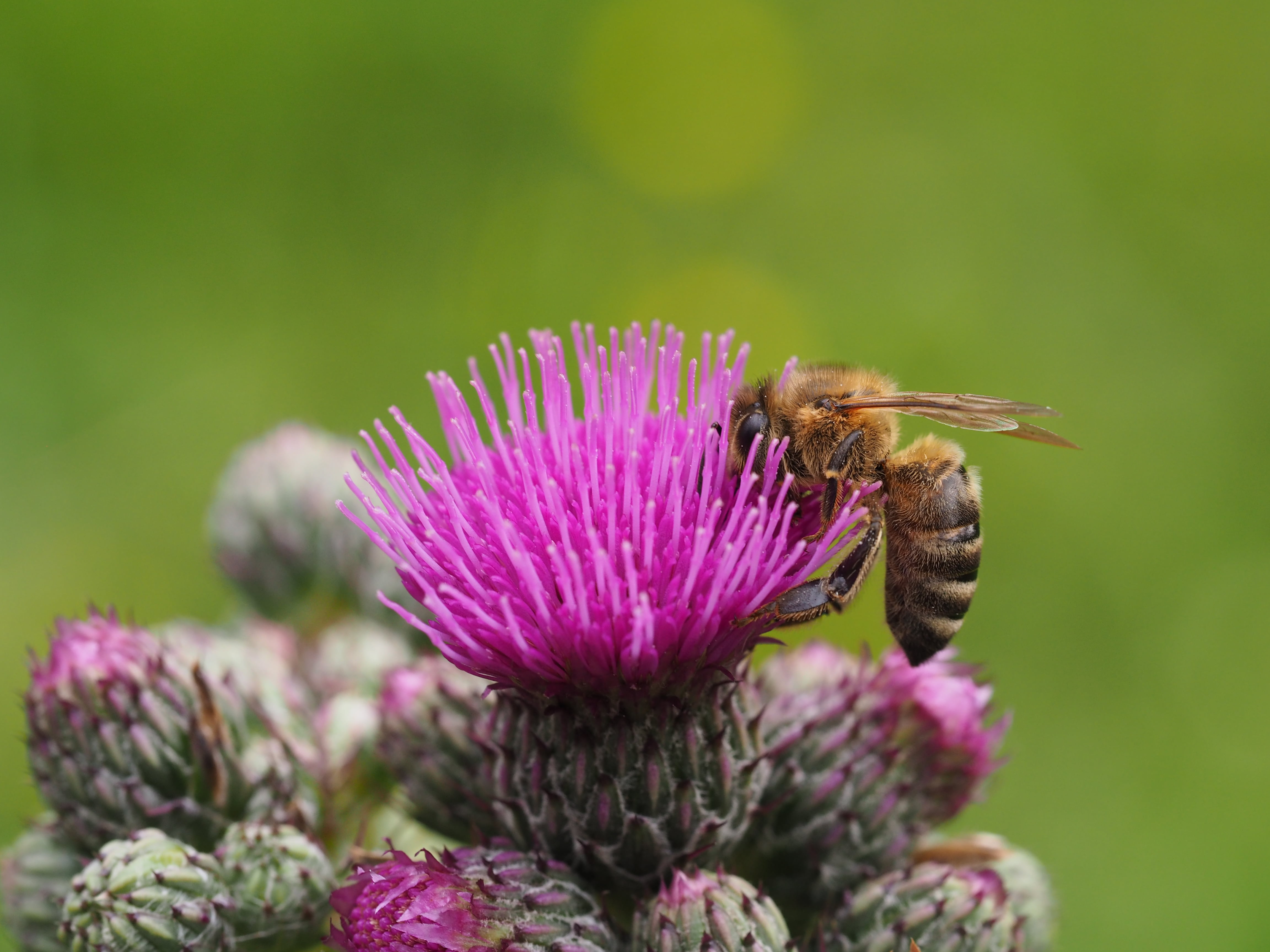 yellow bee on pink flower plant, Distel, insect, blossom, purple